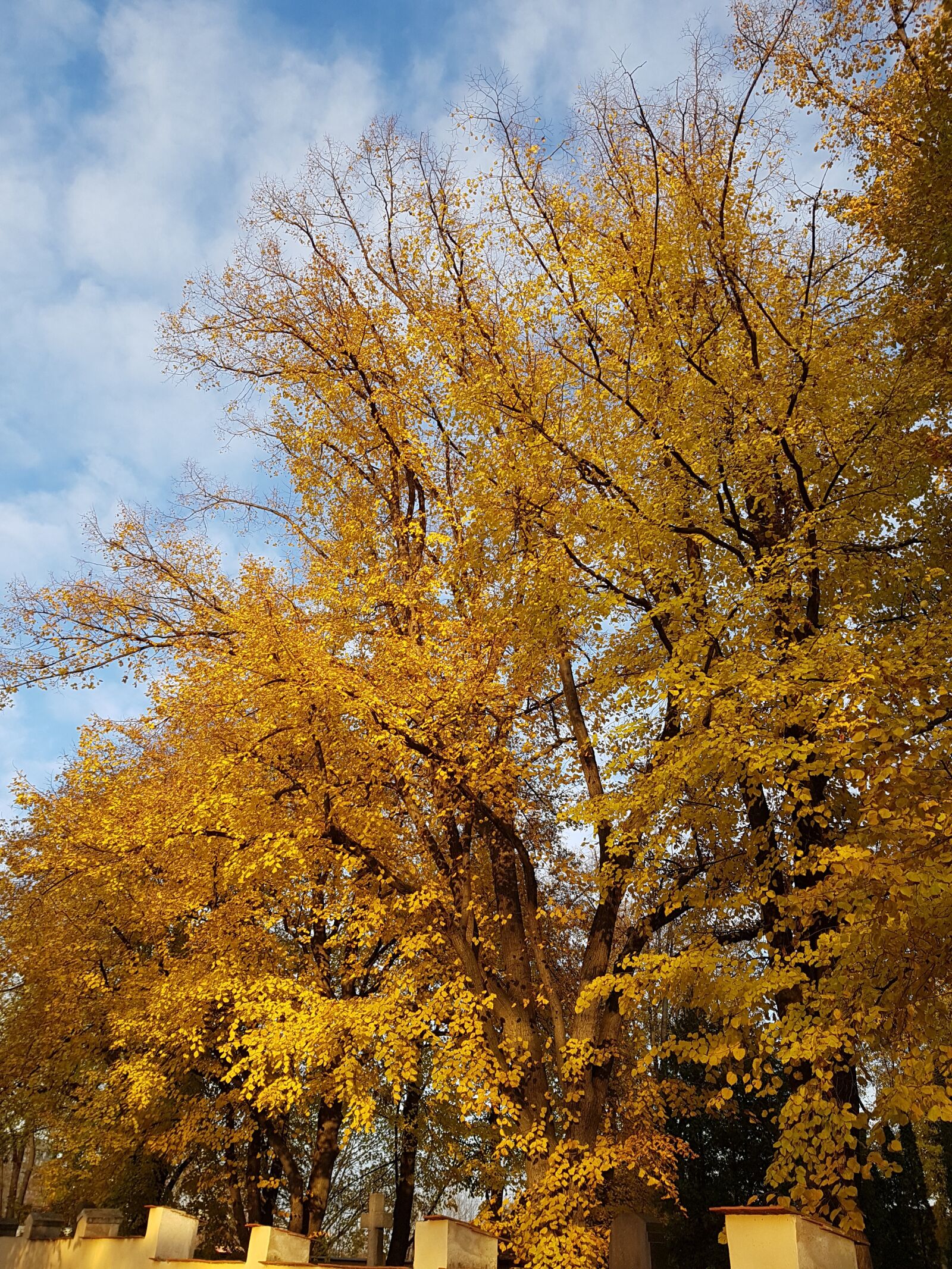 Samsung Galaxy S7 sample photo. Autumn, leaves, trees photography