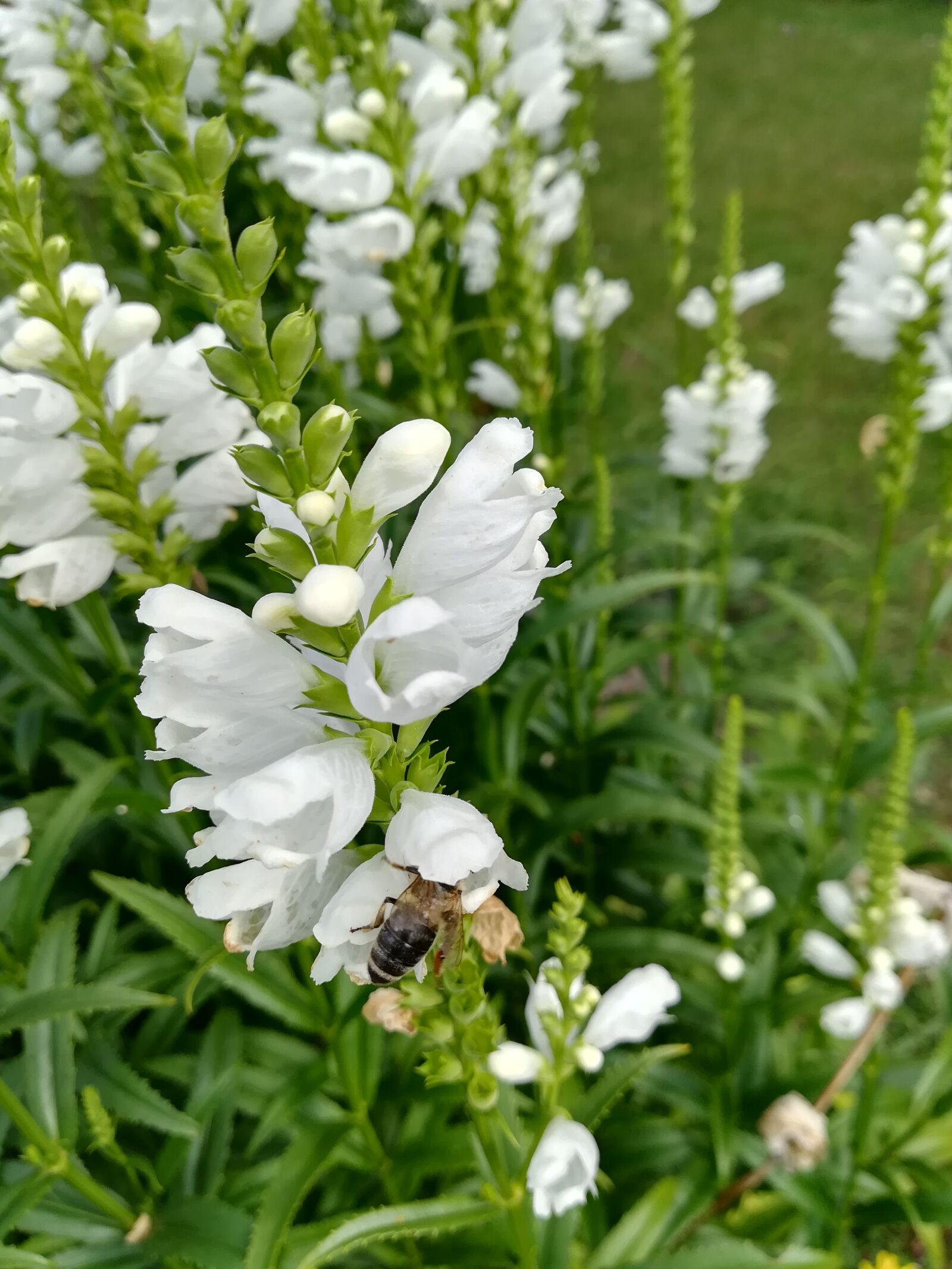 HUAWEI PRA-LX1 sample photo. Flower, nature, white flower photography