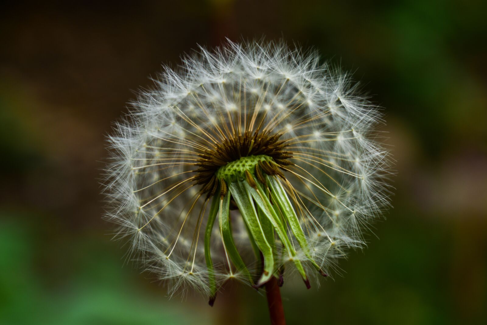 Nikon D3400 sample photo. Taraxacum, nature, plant photography