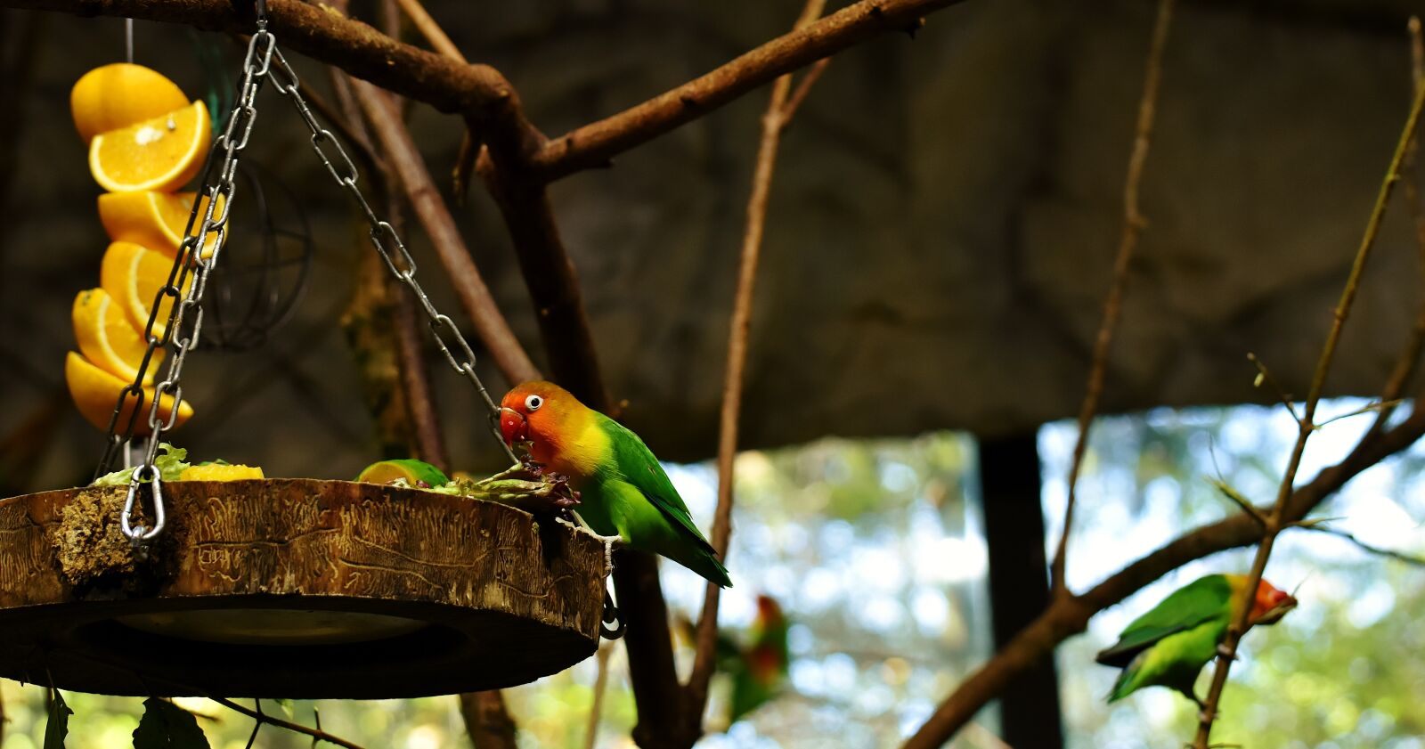 Nikon D7200 sample photo. Lovebirds, bird, parrot photography