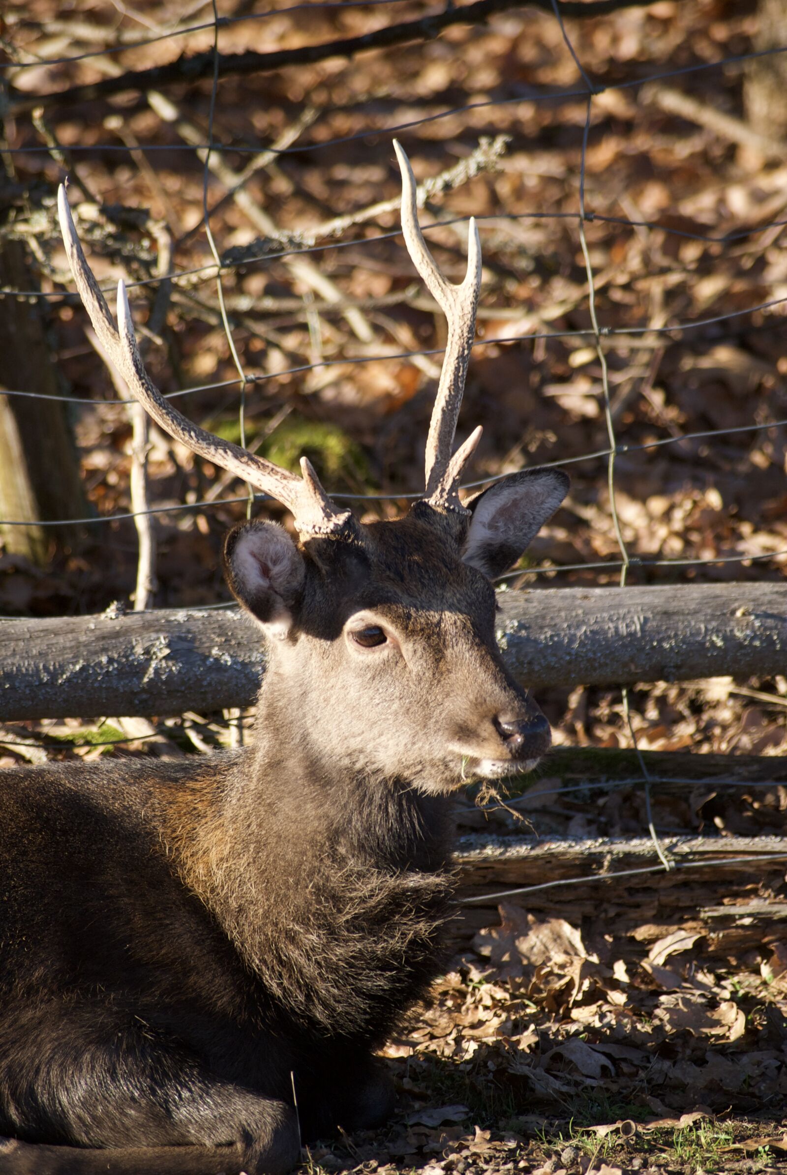 Sigma 55-200mm F4-5.6 DC sample photo