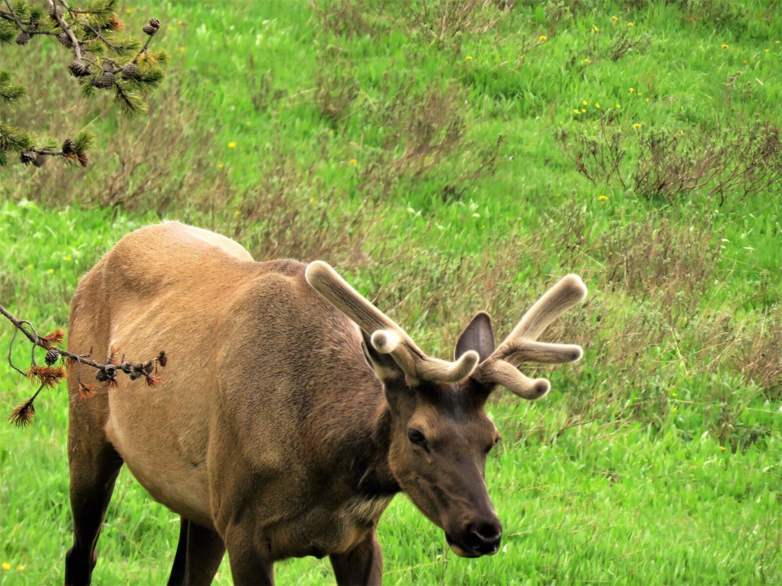 Canon PowerShot SX60 HS sample photo. Elk, yellowstone, male photography