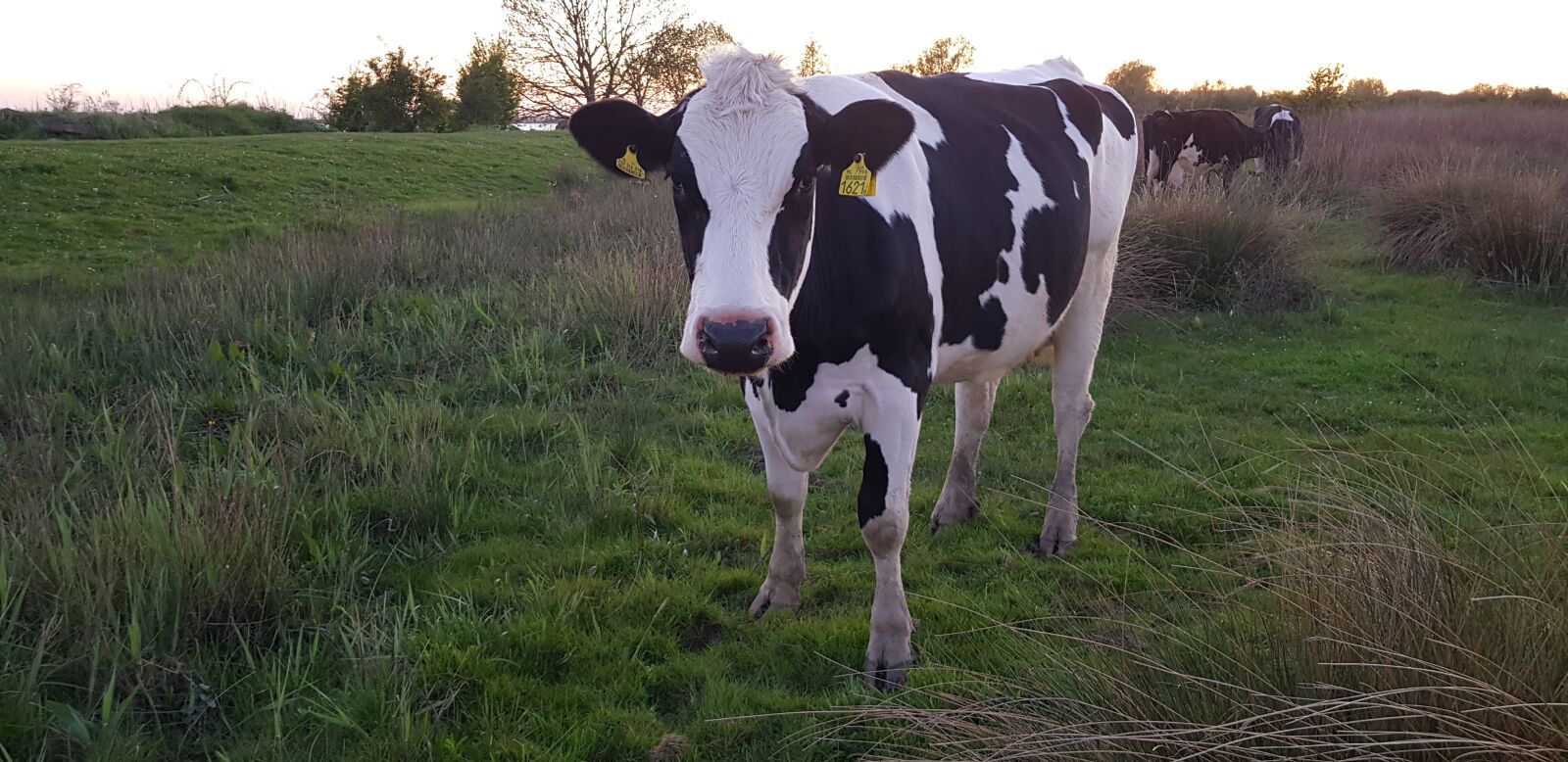 Samsung Galaxy S8 sample photo. Cow, nature, zuid-beijerland photography