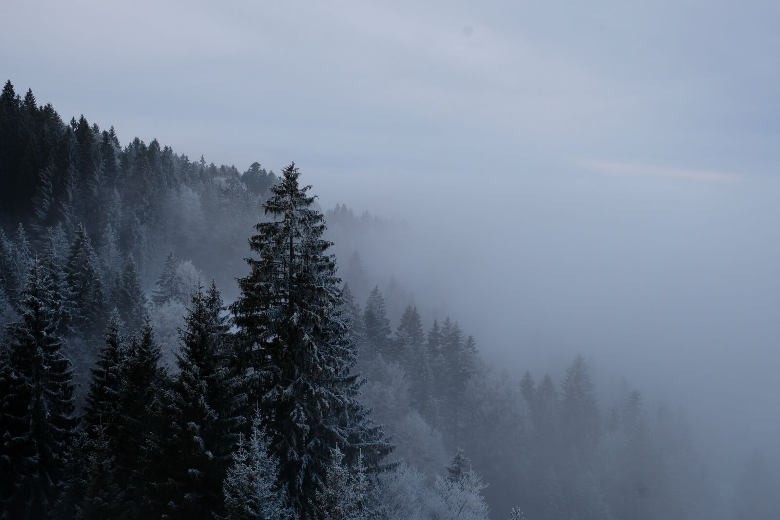 Fujifilm X-T20 sample photo. Winter, forest, fog photography