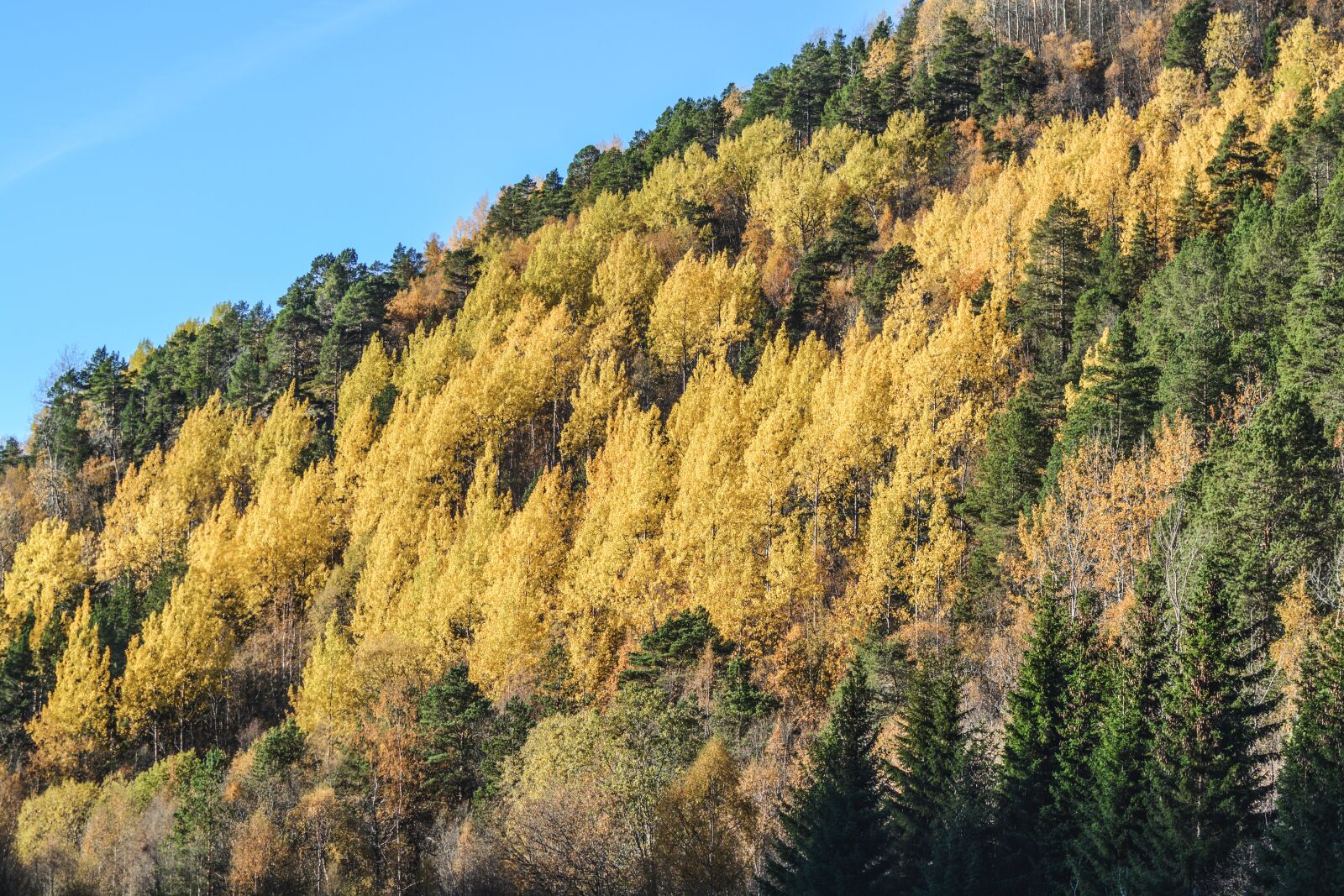 Nikon D5200 sample photo. Forest, autumn, landscape photography