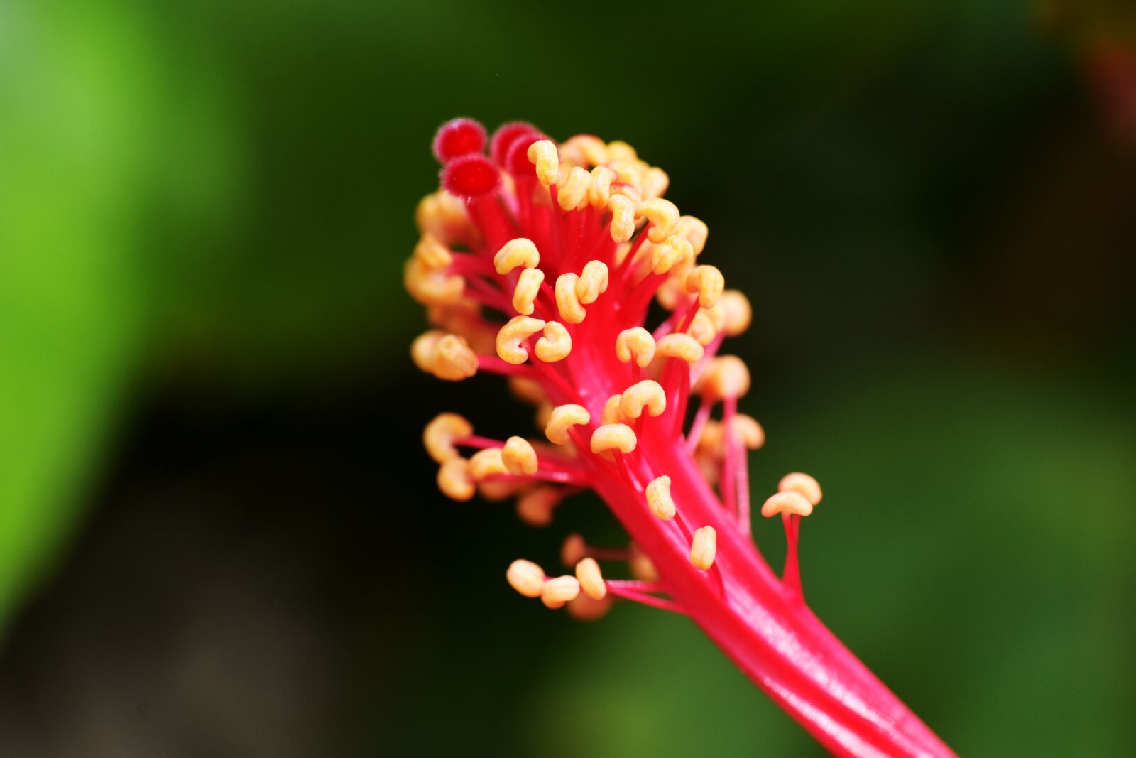Nikon D5600 sample photo. Stamen, anthers, filament photography