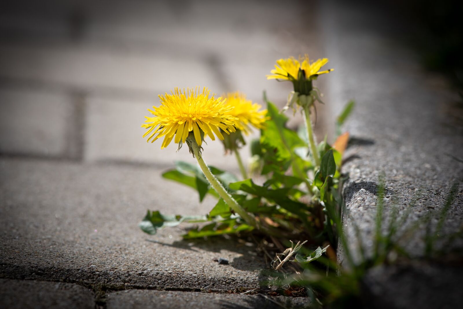 Nikon D750 sample photo. Flower, dandelion, side of photography