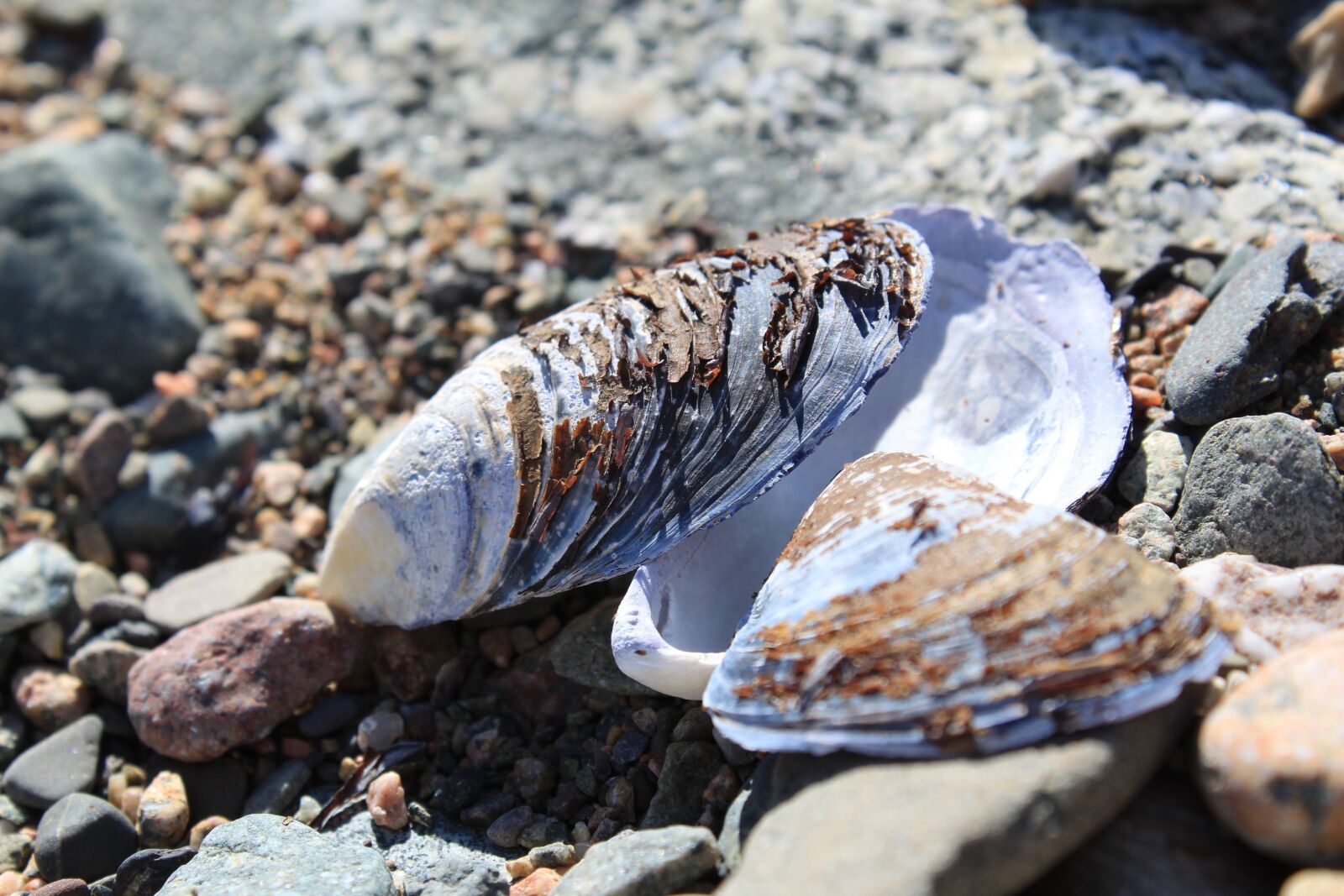 Canon EOS 1300D (EOS Rebel T6 / EOS Kiss X80) sample photo. Shell, sea, stand photography