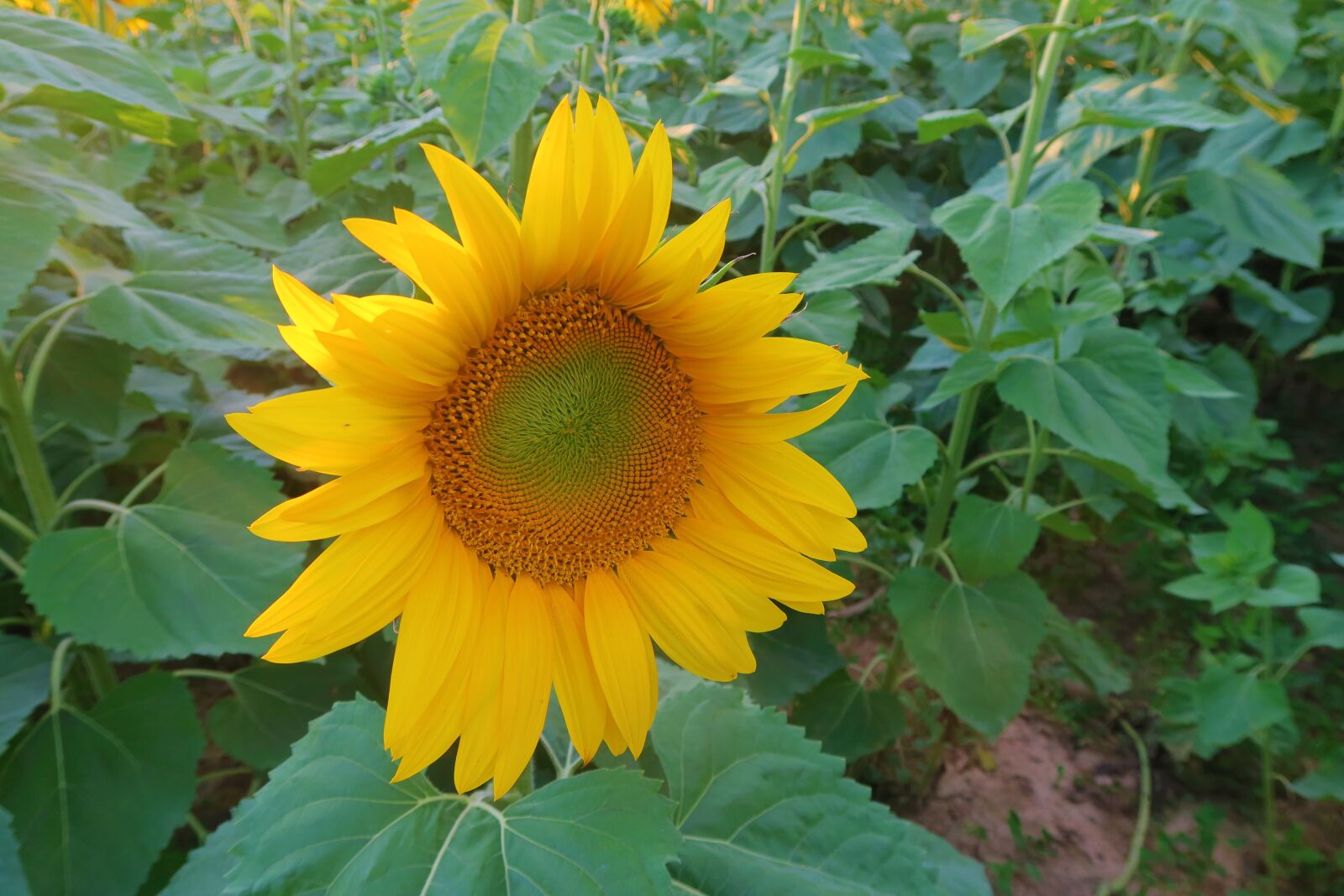 Canon PowerShot G7 X sample photo. Sunflower, nature, plant photography