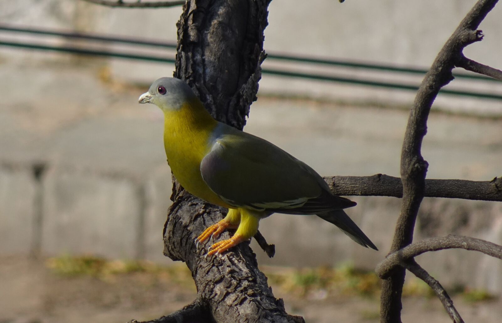 Sony DSC-WX800 sample photo. Bird, pigeon, yfgp photography