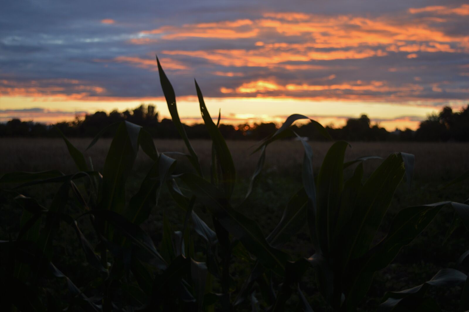 Nikon D3200 sample photo. Clouds, corn, field, evening photography