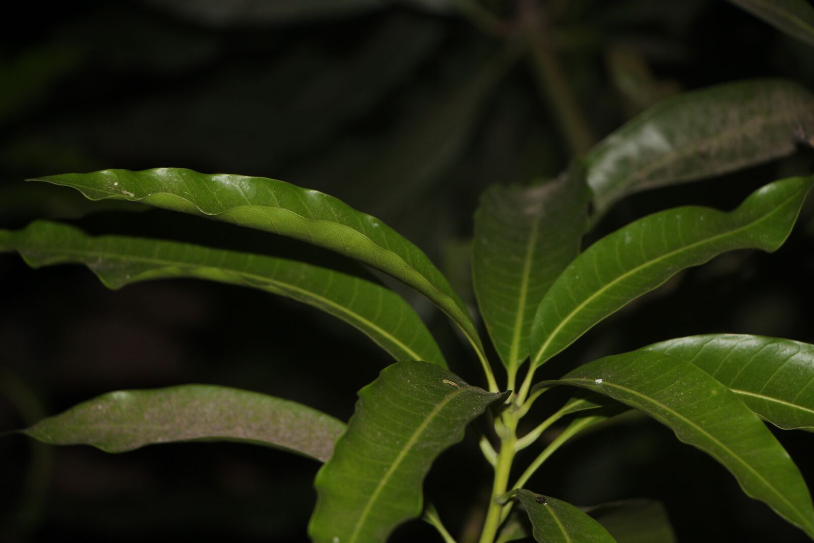 Canon EF-S 18-135mm F3.5-5.6 IS USM sample photo. Mango, leaf, ma photography