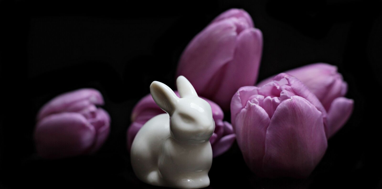 Canon EOS 550D (EOS Rebel T2i / EOS Kiss X4) sample photo. Tulip, easter, flower, pink photography