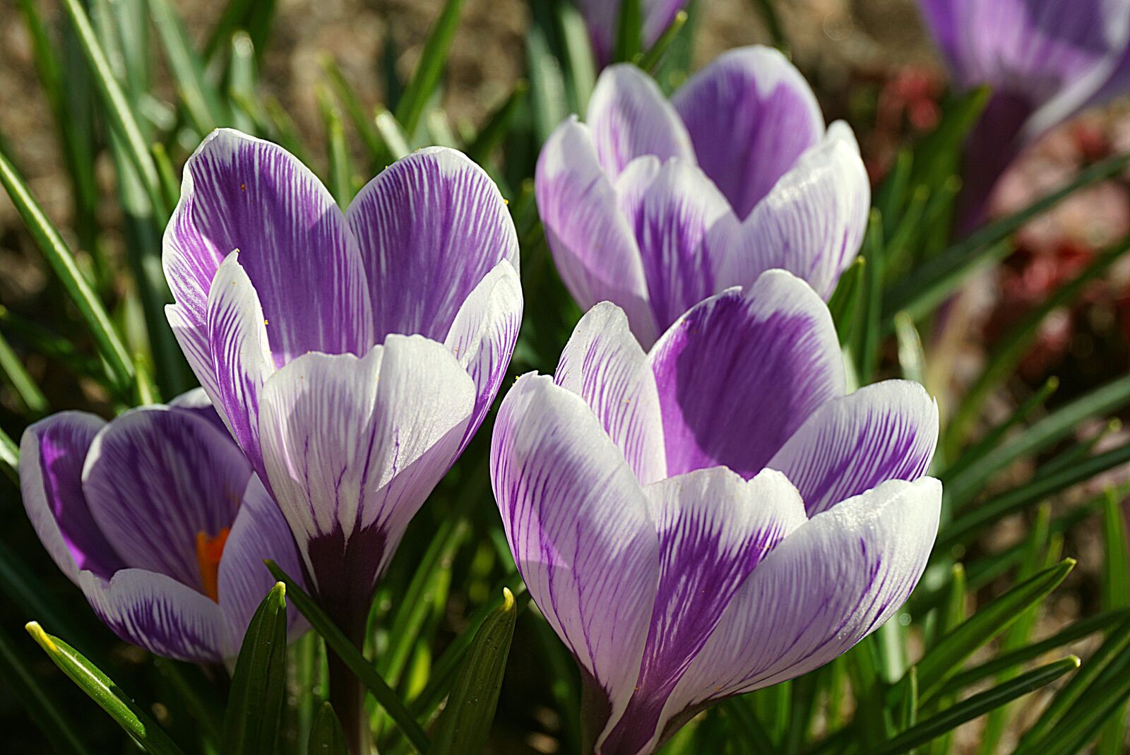Sony a6000 sample photo. Multi-colored crocuses, white lilac photography