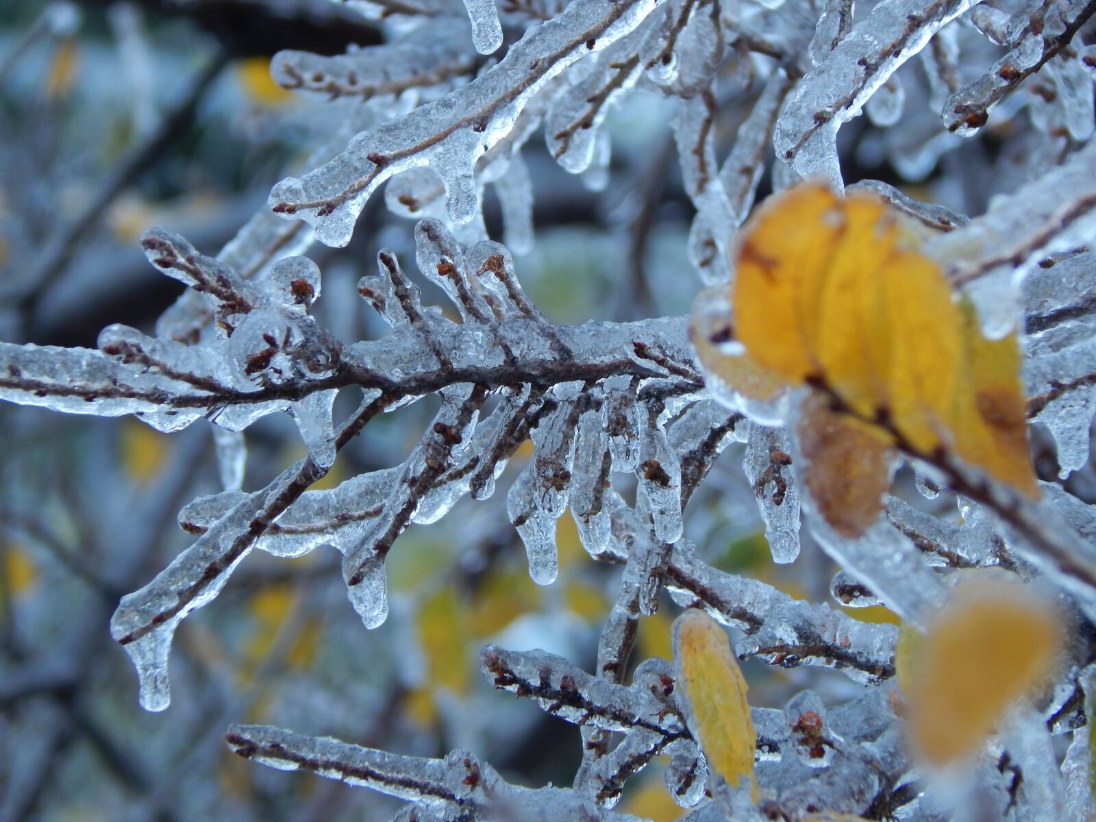 Nikon Coolpix L820 sample photo. Winter, icy branch, freeze photography