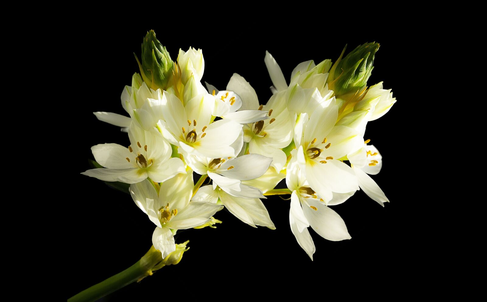 Canon EOS 550D (EOS Rebel T2i / EOS Kiss X4) sample photo. White flower, spring, white photography