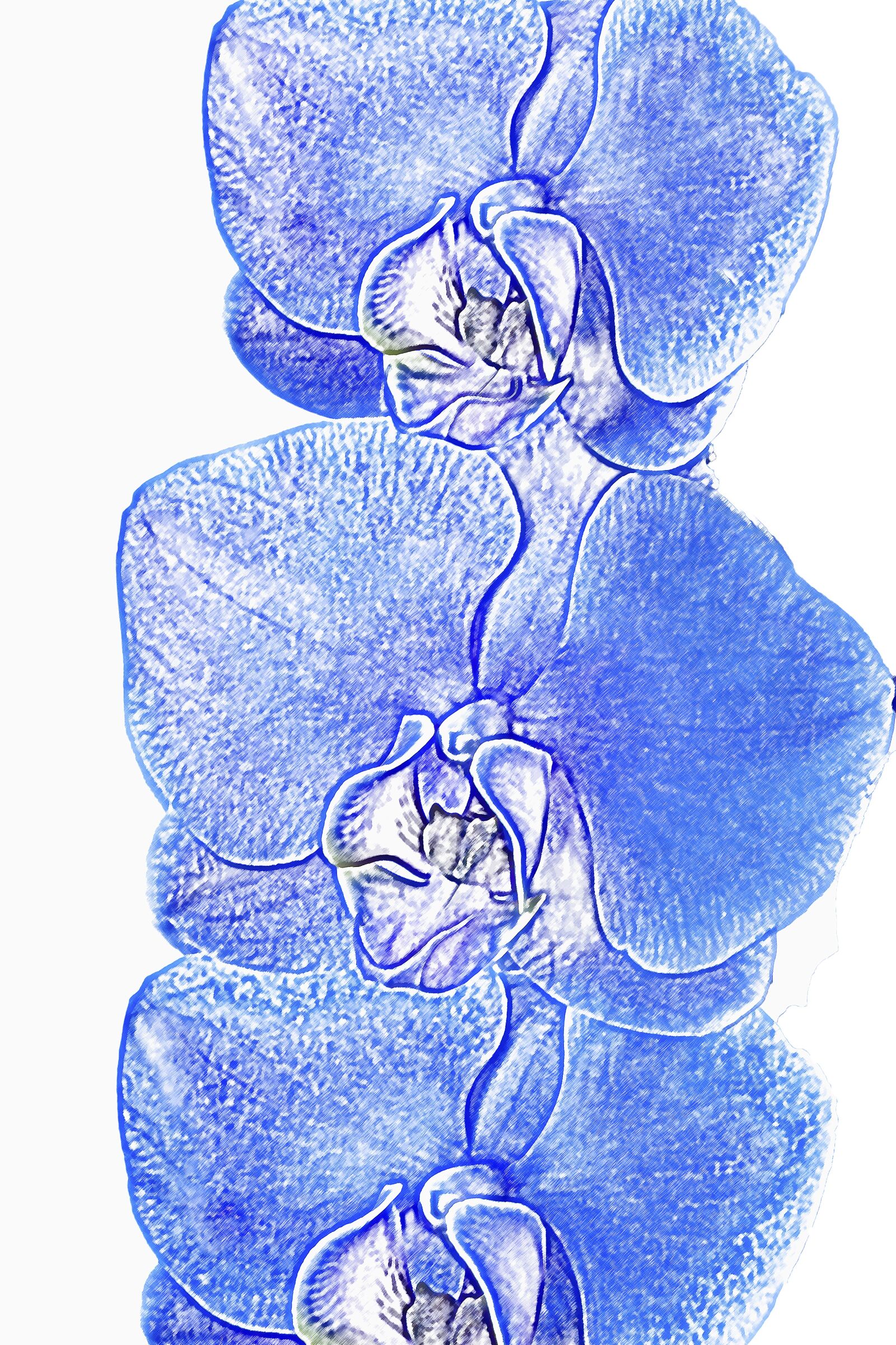 Canon EOS 50D + Canon EF 24-105mm F4L IS USM sample photo. Phalaenopsis, orchid, colored blue photography