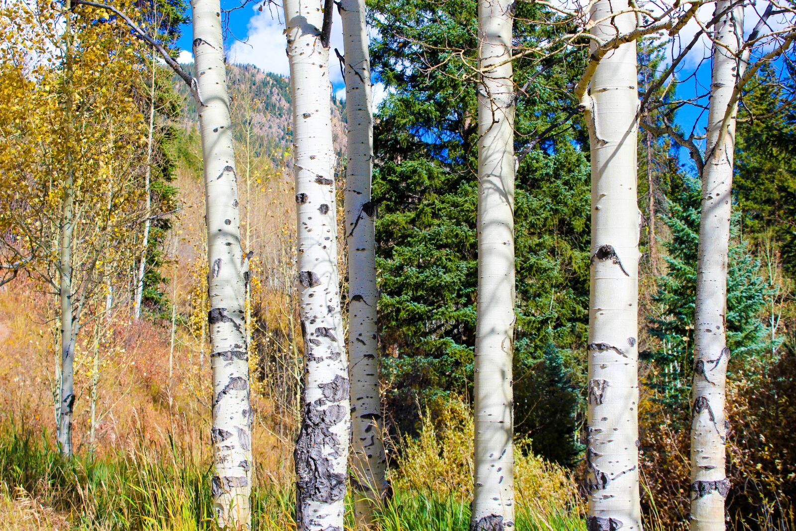 Canon EOS 1200D (EOS Rebel T5 / EOS Kiss X70 / EOS Hi) sample photo. Aspen, color, autumn photography