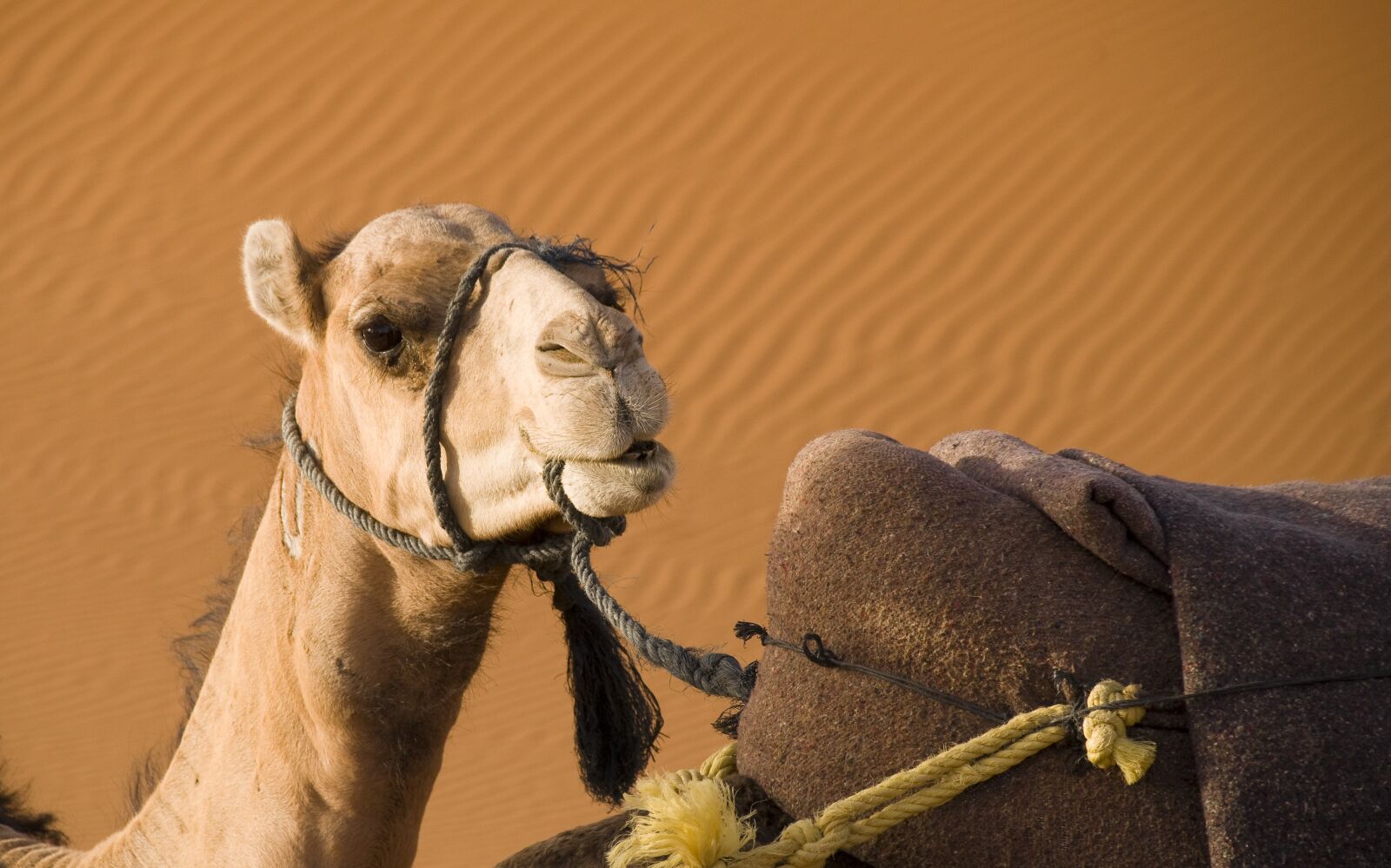 Pentax K-30 sample photo. Camel, desert, morocco photography