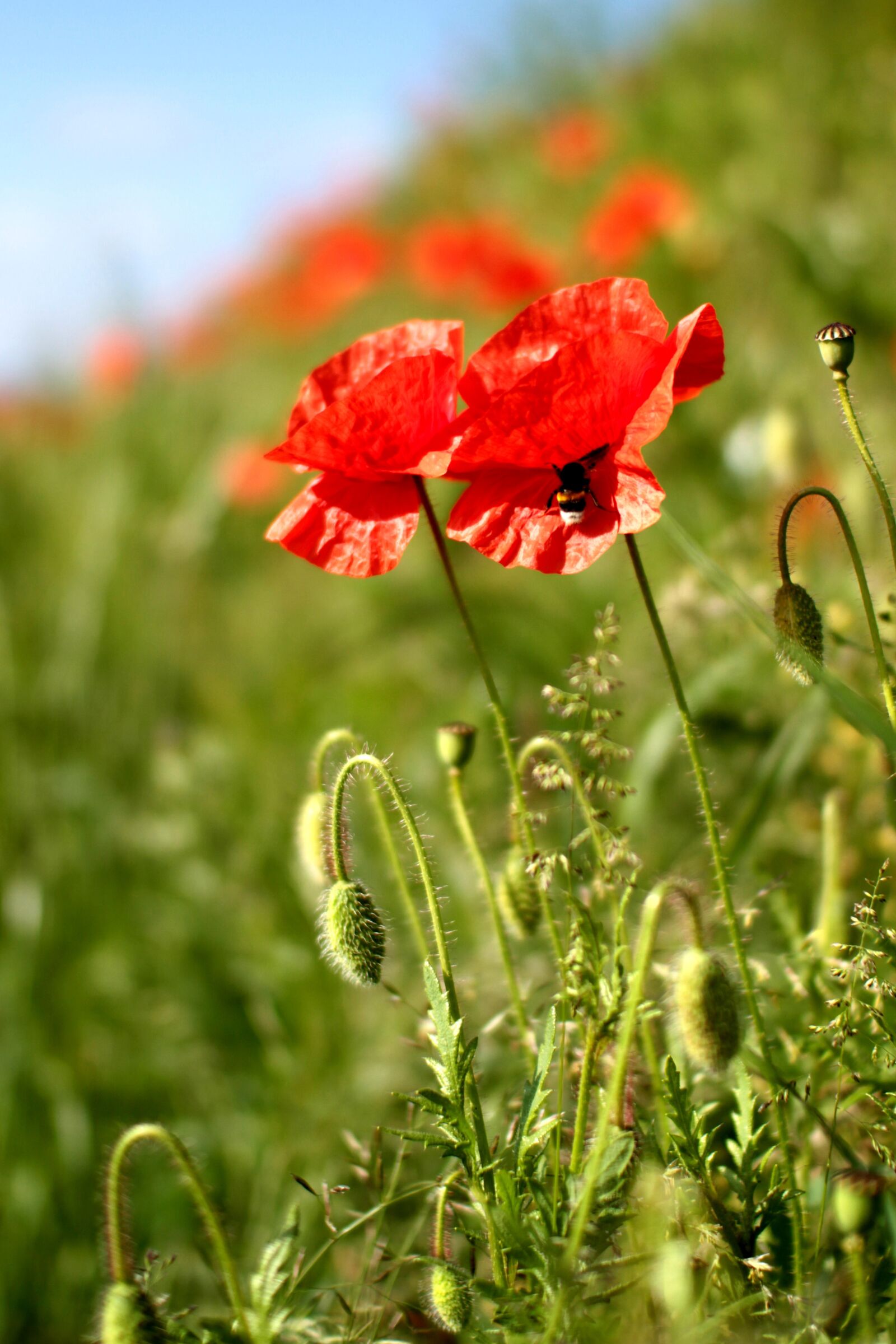 Canon EOS 7D sample photo. Poppies, poppy, red photography