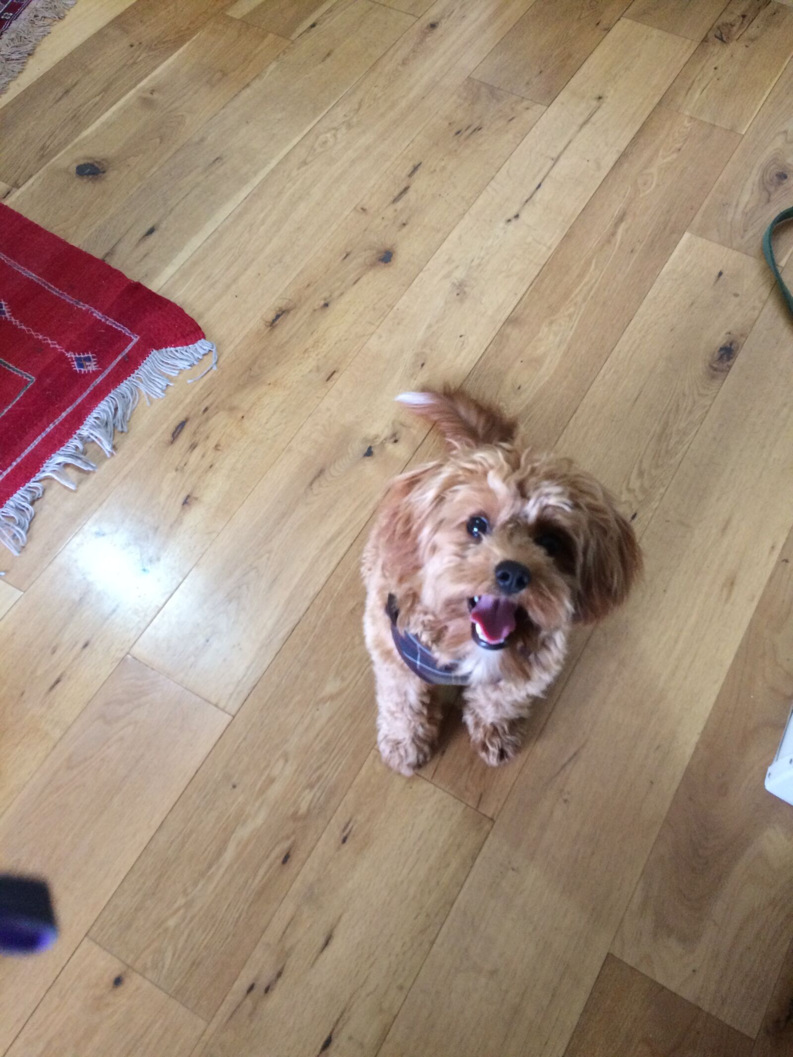 iPhone 5s back camera 4.15mm f/2.2 sample photo. Dog, puppy, cute photography