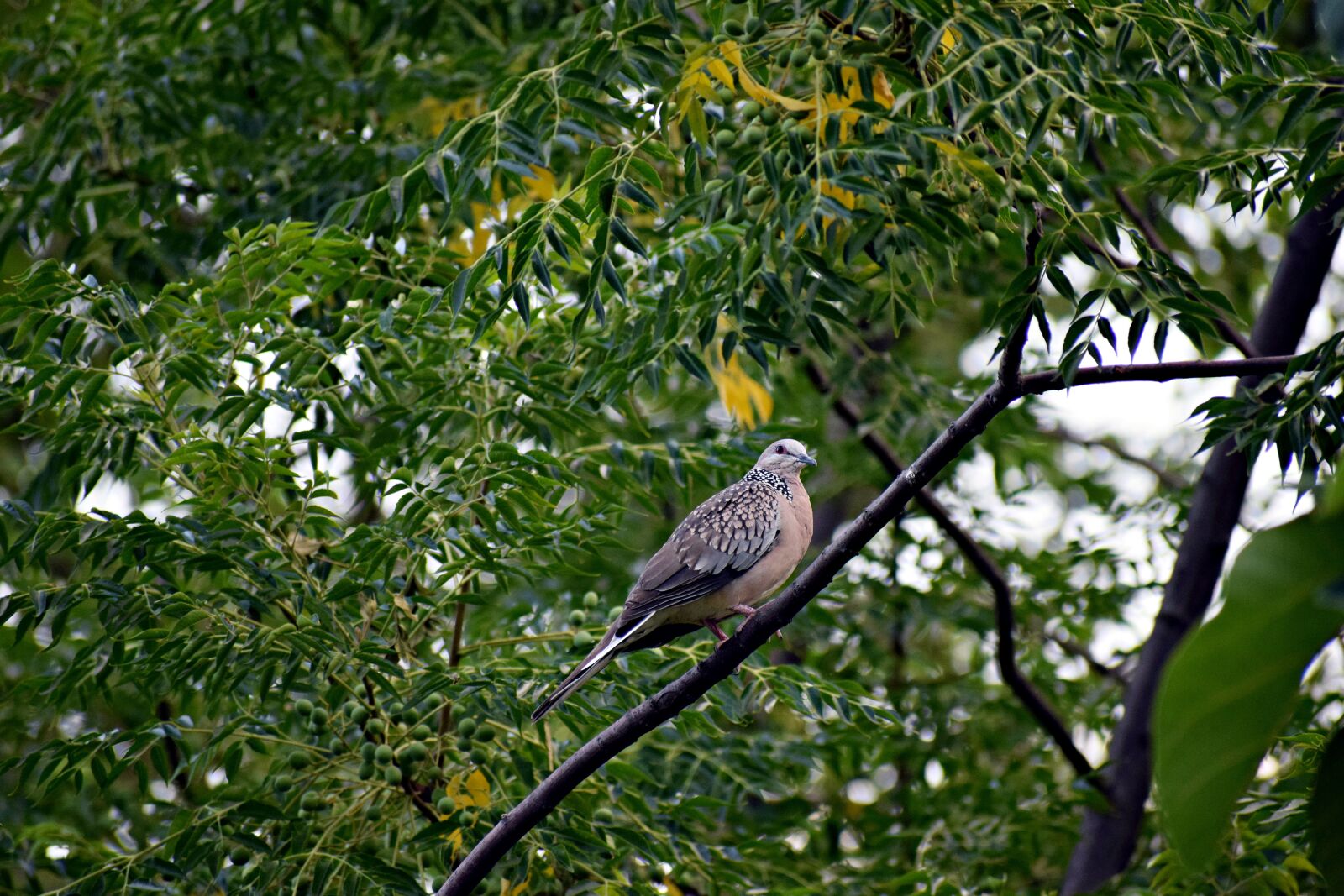Nikon D3300 sample photo. Dove, bird, pigeon photography