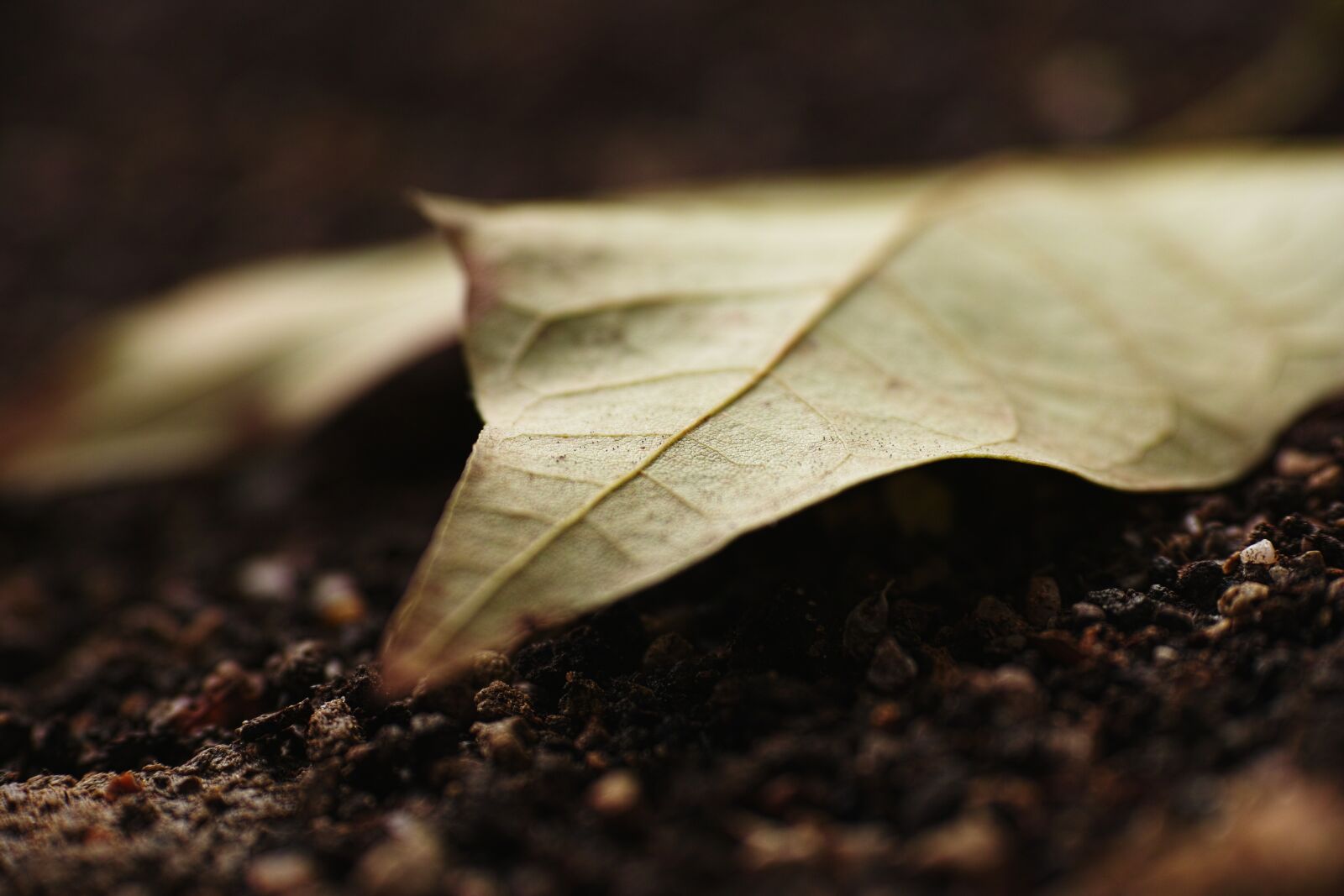 Sigma DP3 Merrill sample photo. Leaves, nature, dead photography