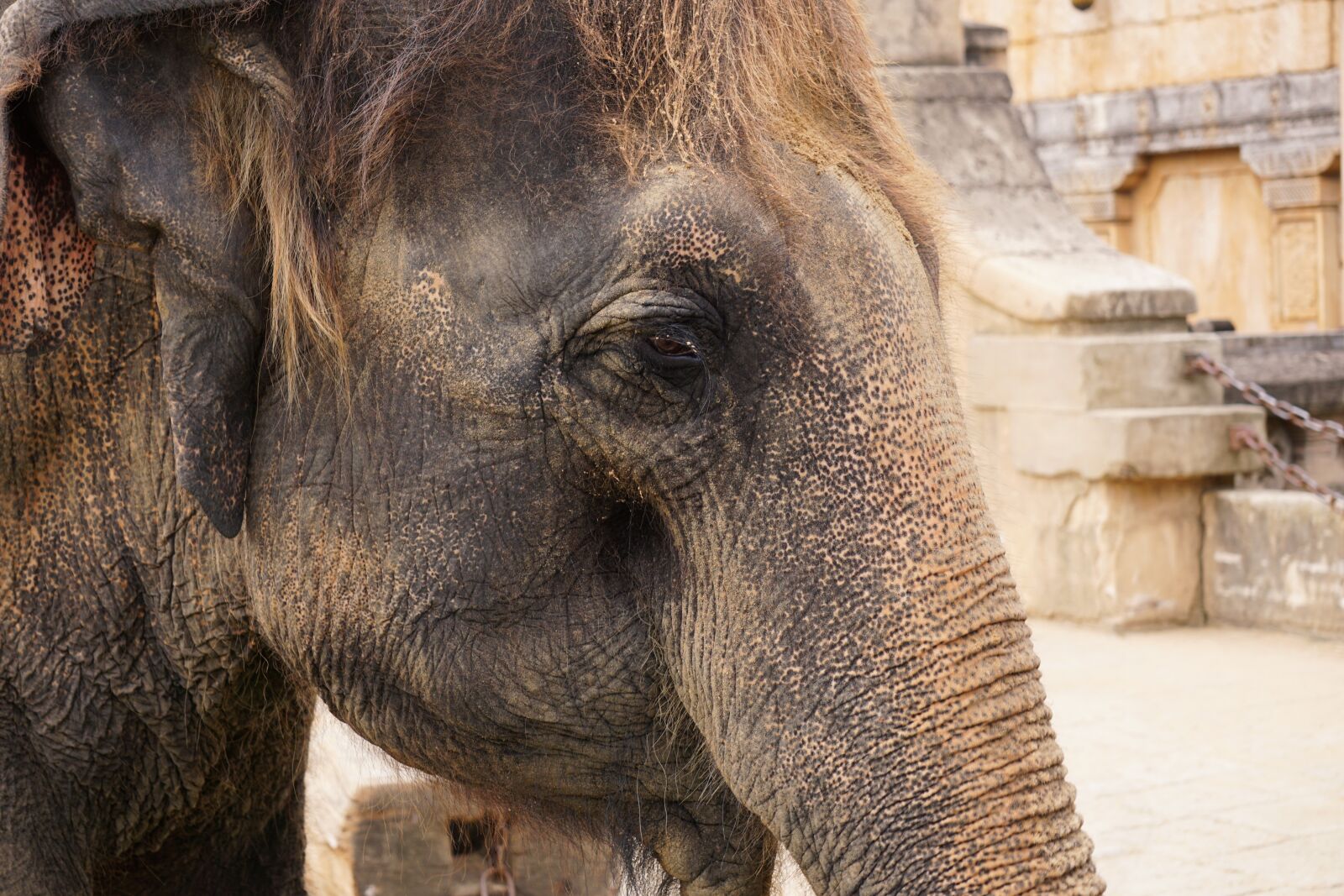 Sony E 55-210mm F4.5-6.3 OSS sample photo. Elephant, structure, tusks photography