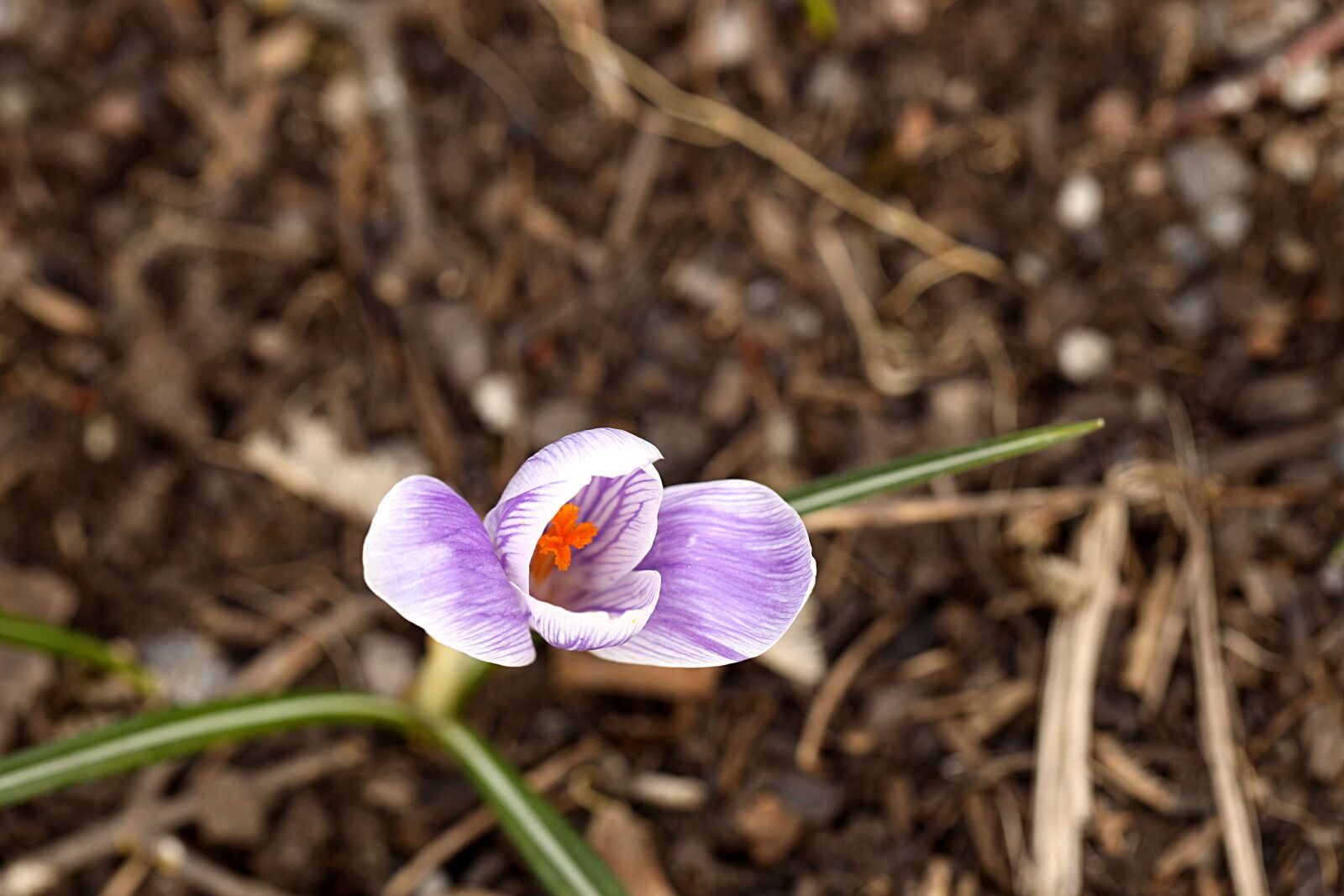 Canon EOS R sample photo. Crocus, spring, blossom photography