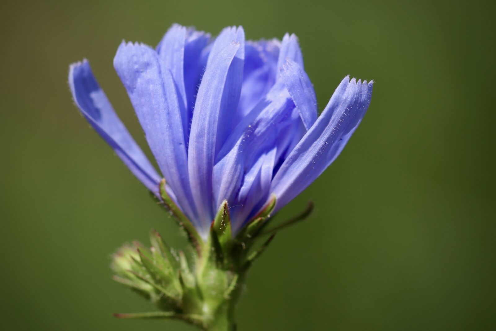 Canon EOS 800D (EOS Rebel T7i / EOS Kiss X9i) sample photo. Chicory, cichorium intybus, blossom photography