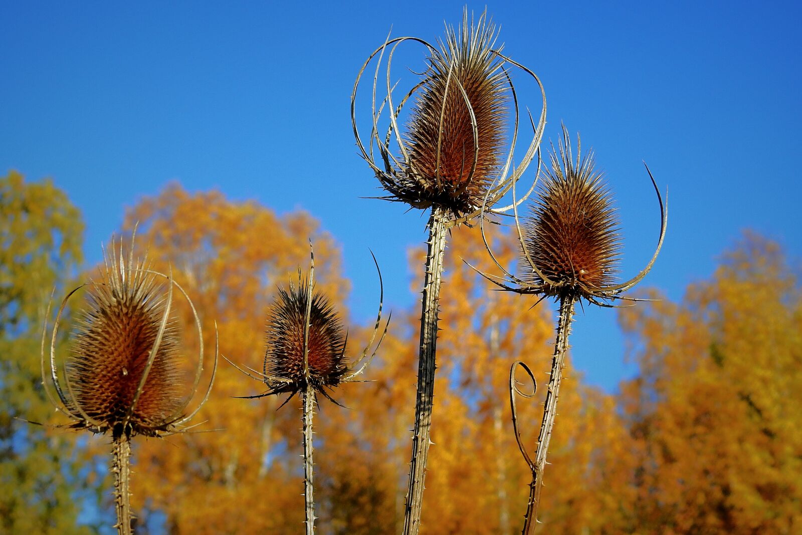 Nikon Coolpix P900 sample photo. Thistles, nature, autumn photography