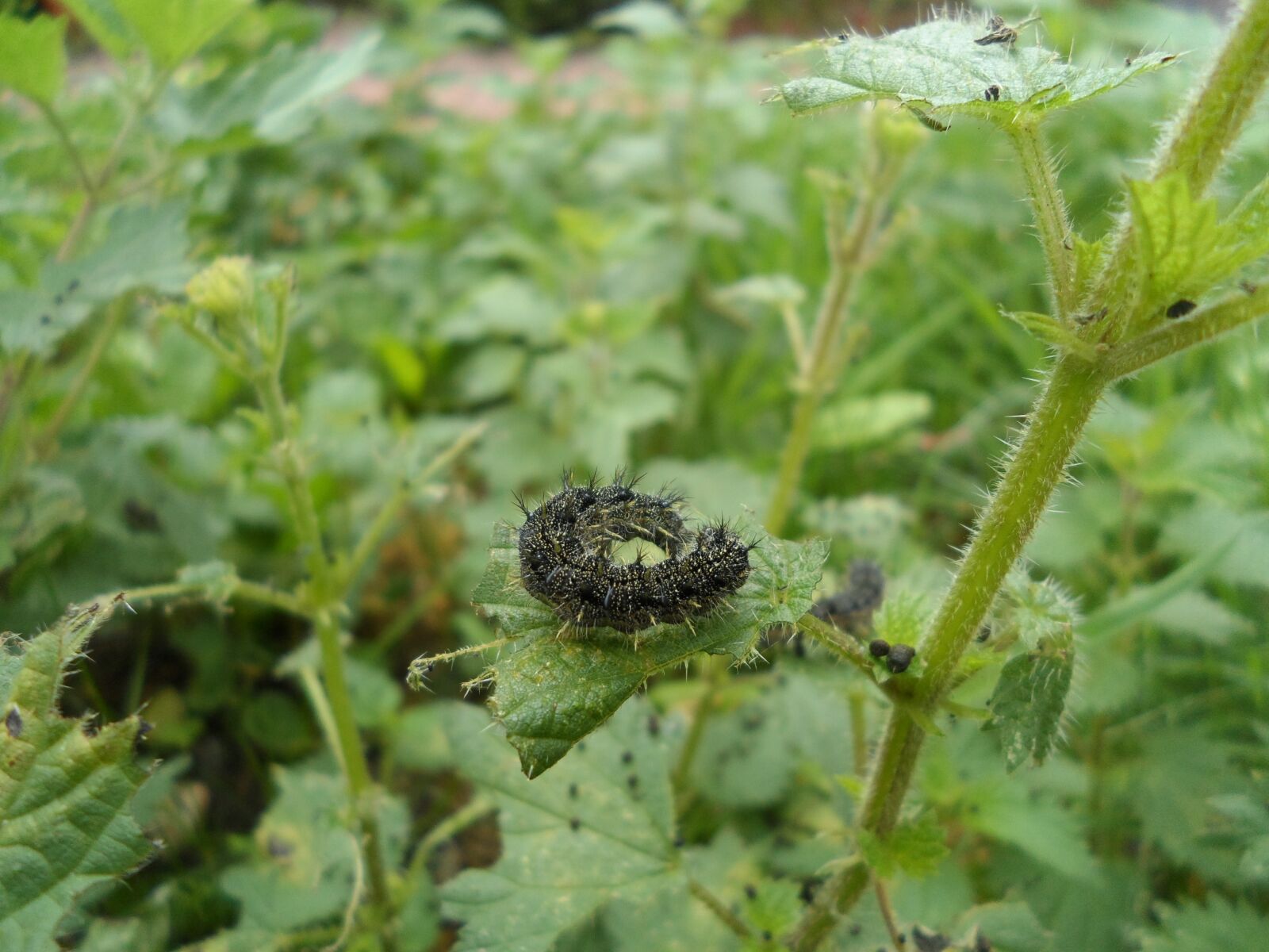 Samsung DV300 / DV300F / DV305F sample photo. Nature, caterpillar, bug photography