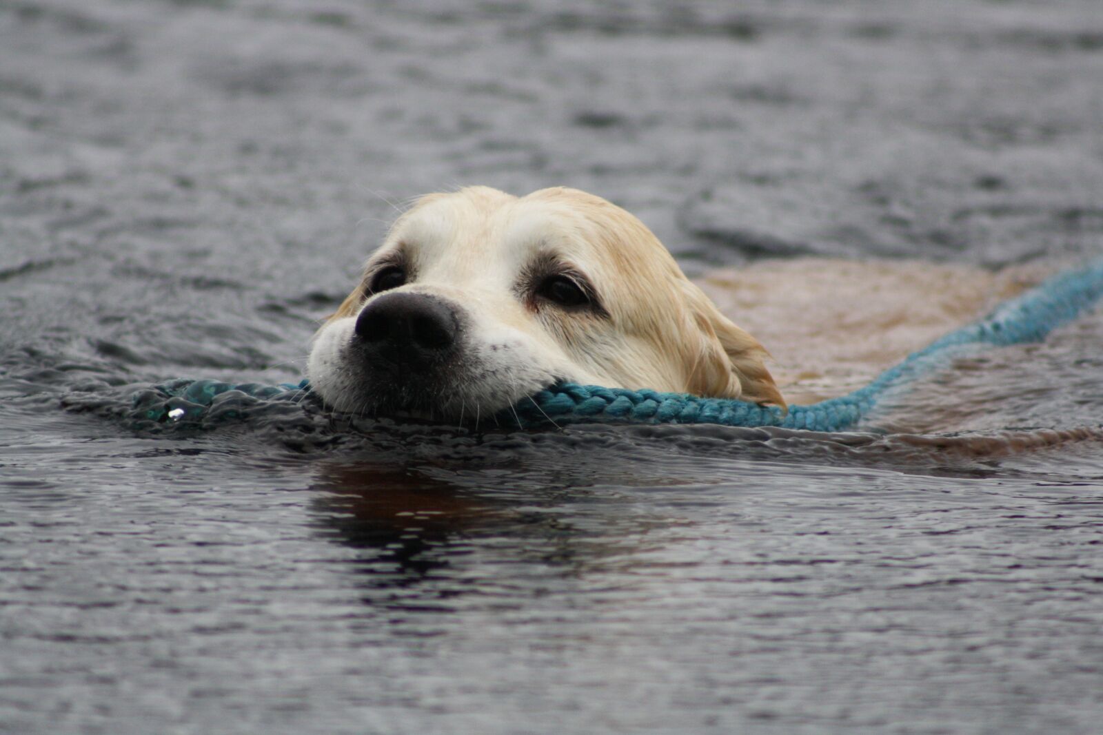 Canon EOS 1000D (EOS Digital Rebel XS / EOS Kiss F) sample photo. Golden retriever, swimming, rescue photography