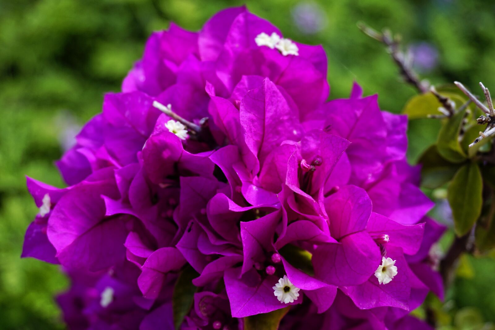 Sony a6000 sample photo. Garden, nature, flower photography