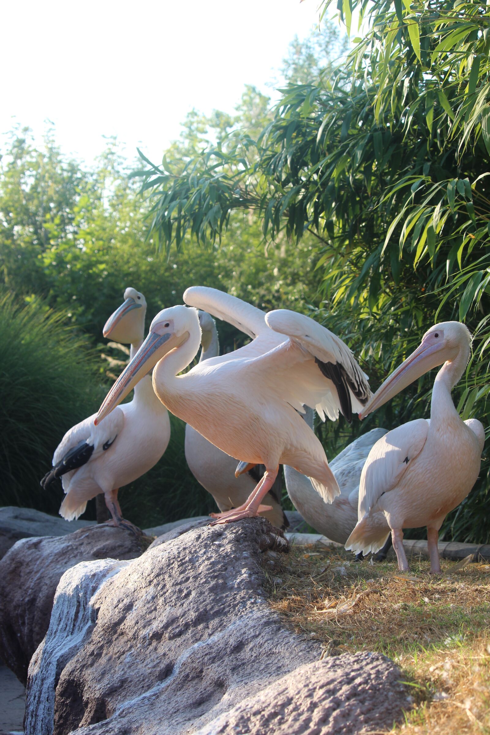 Canon EF-S 55-250mm F4-5.6 IS STM sample photo. Pelican, bird, pelikan photography