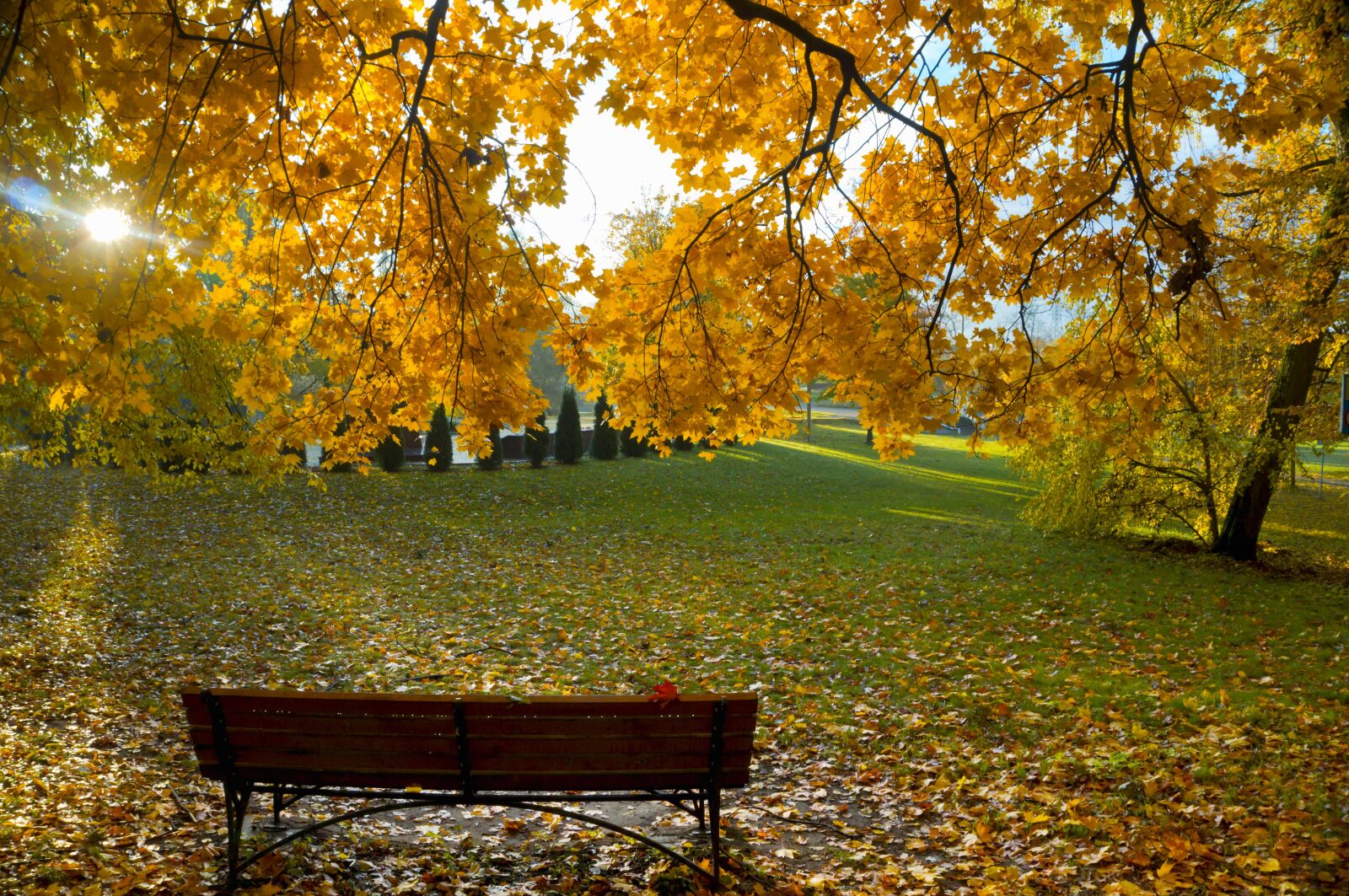 Sony Alpha NEX-3N sample photo. Background, autumn, leaves photography