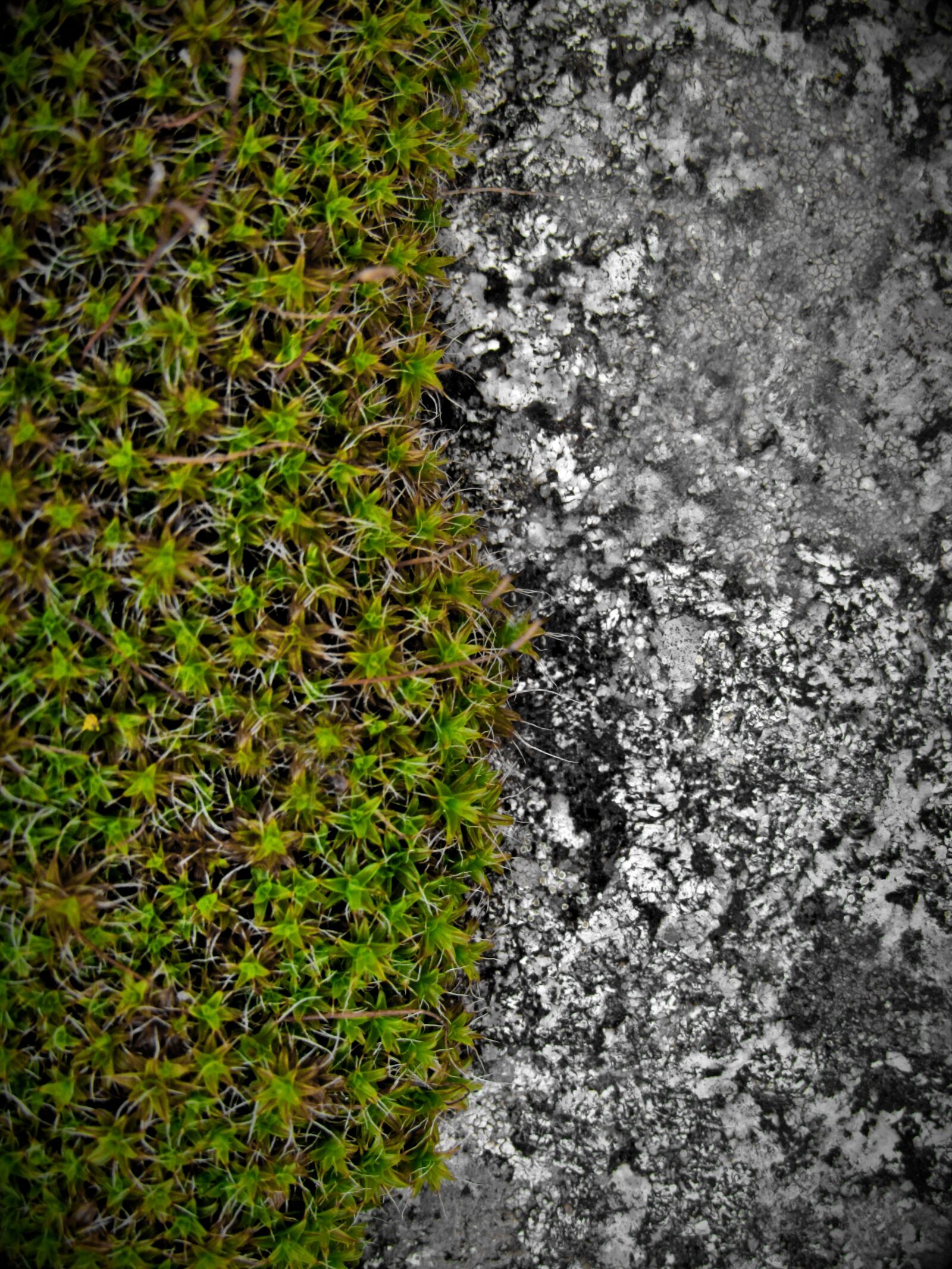 Canon PowerShot SX530 HS sample photo. Moss, contrast, rock photography