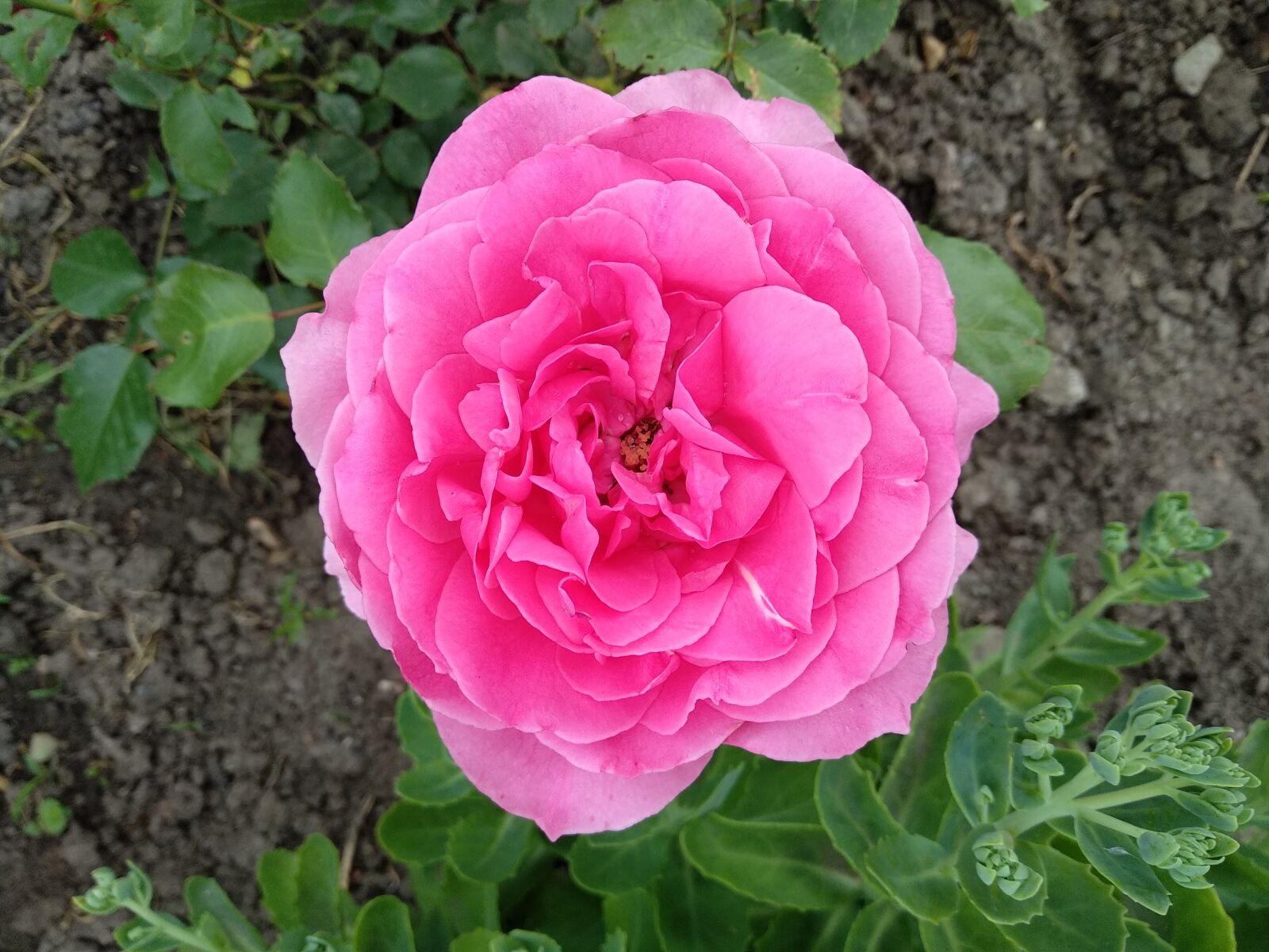 Xiaomi Mi A1 sample photo. Rose, rouses, pink rose photography