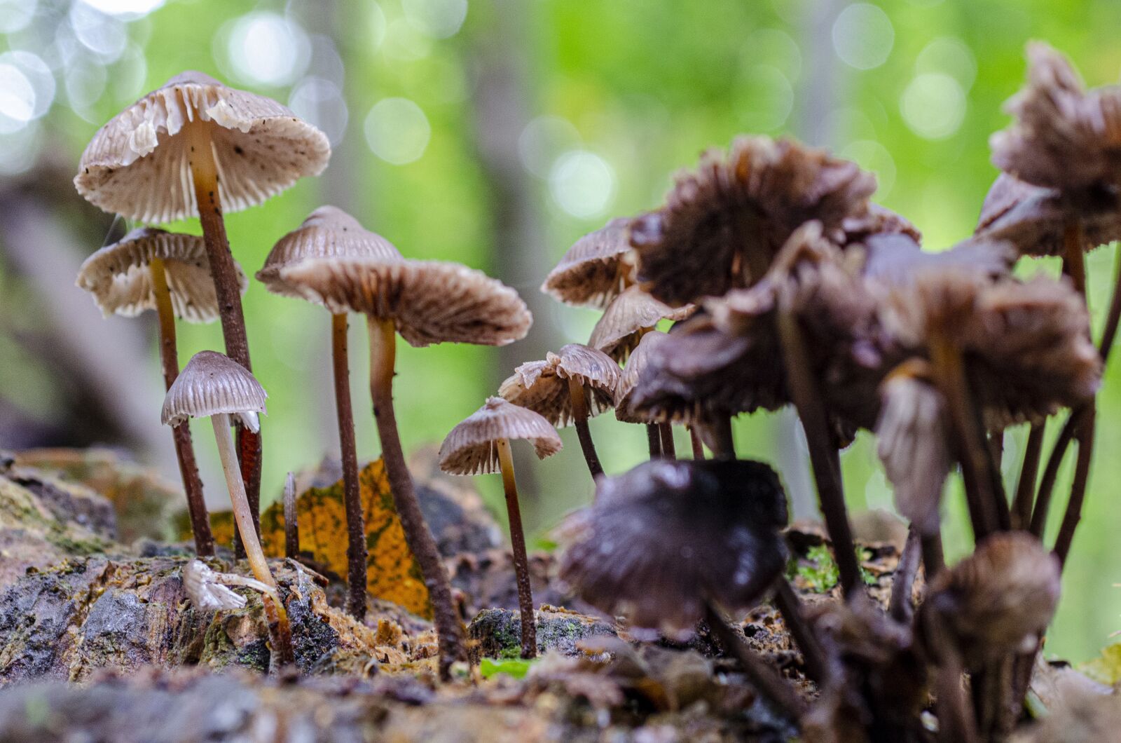 Nikon D7000 sample photo. Fall, fungus, undergrowth photography