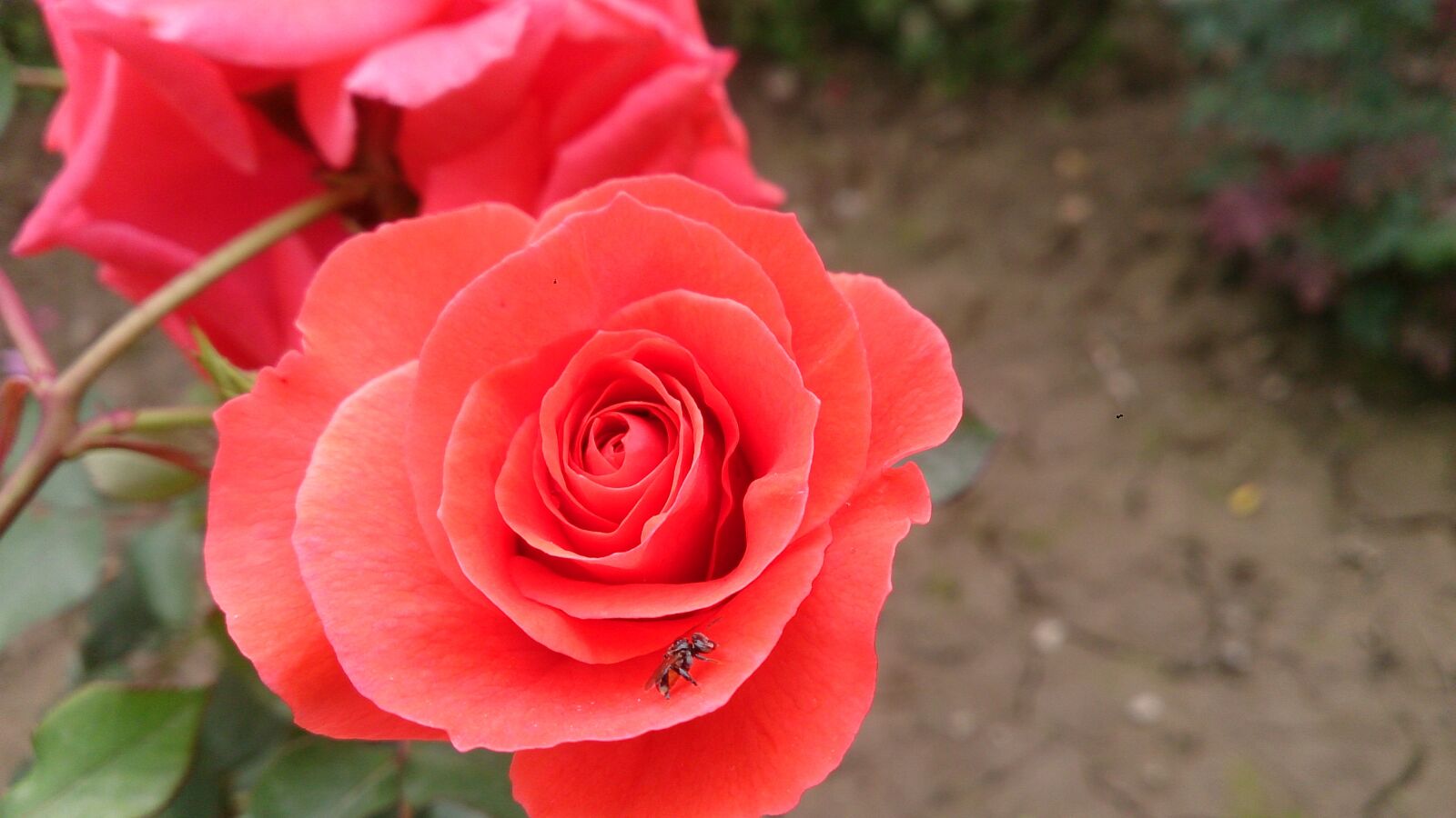 Sony Xperia Z sample photo. Nature, rose, flower photography