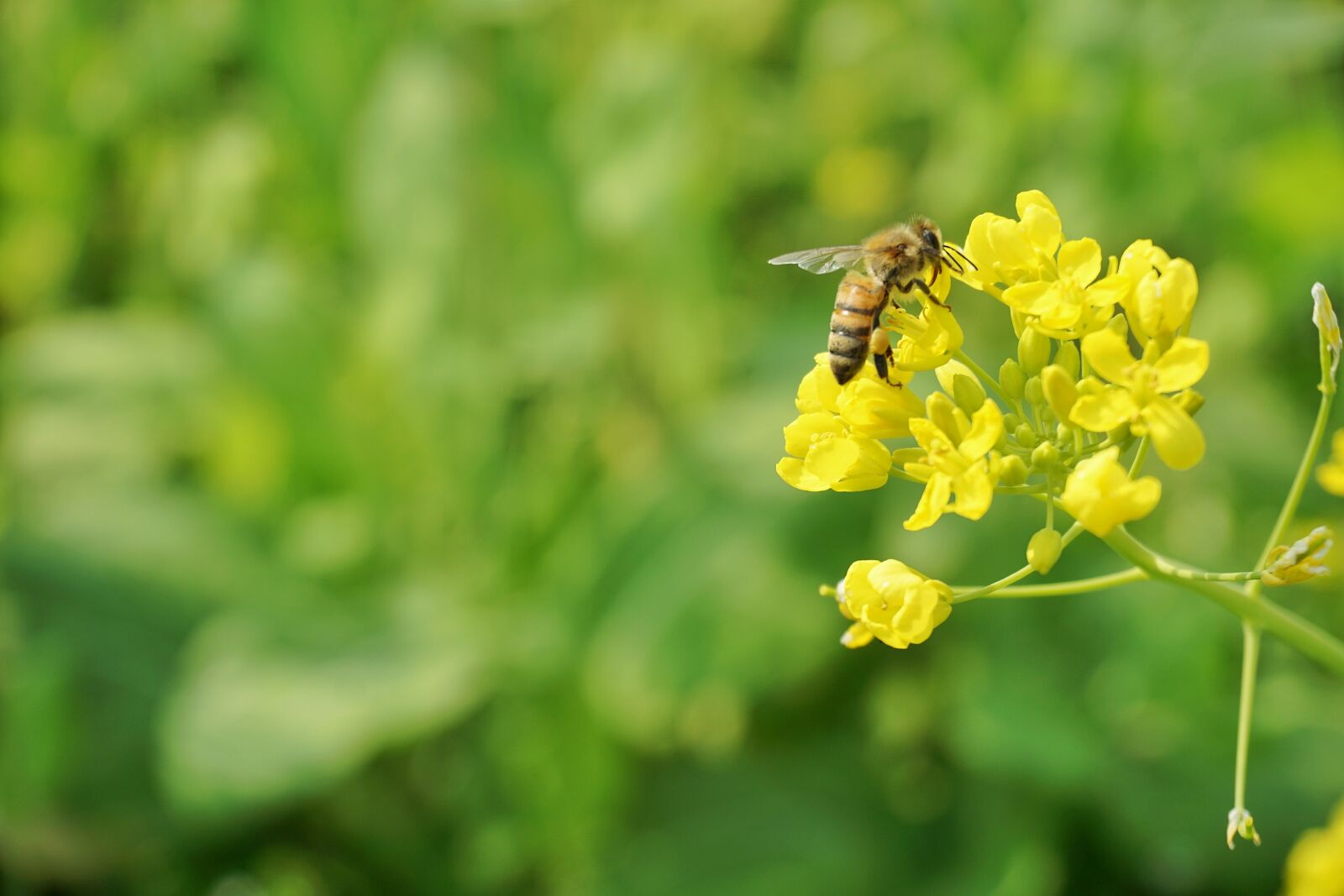 Sony a6000 sample photo. Rape, bee, spring photography