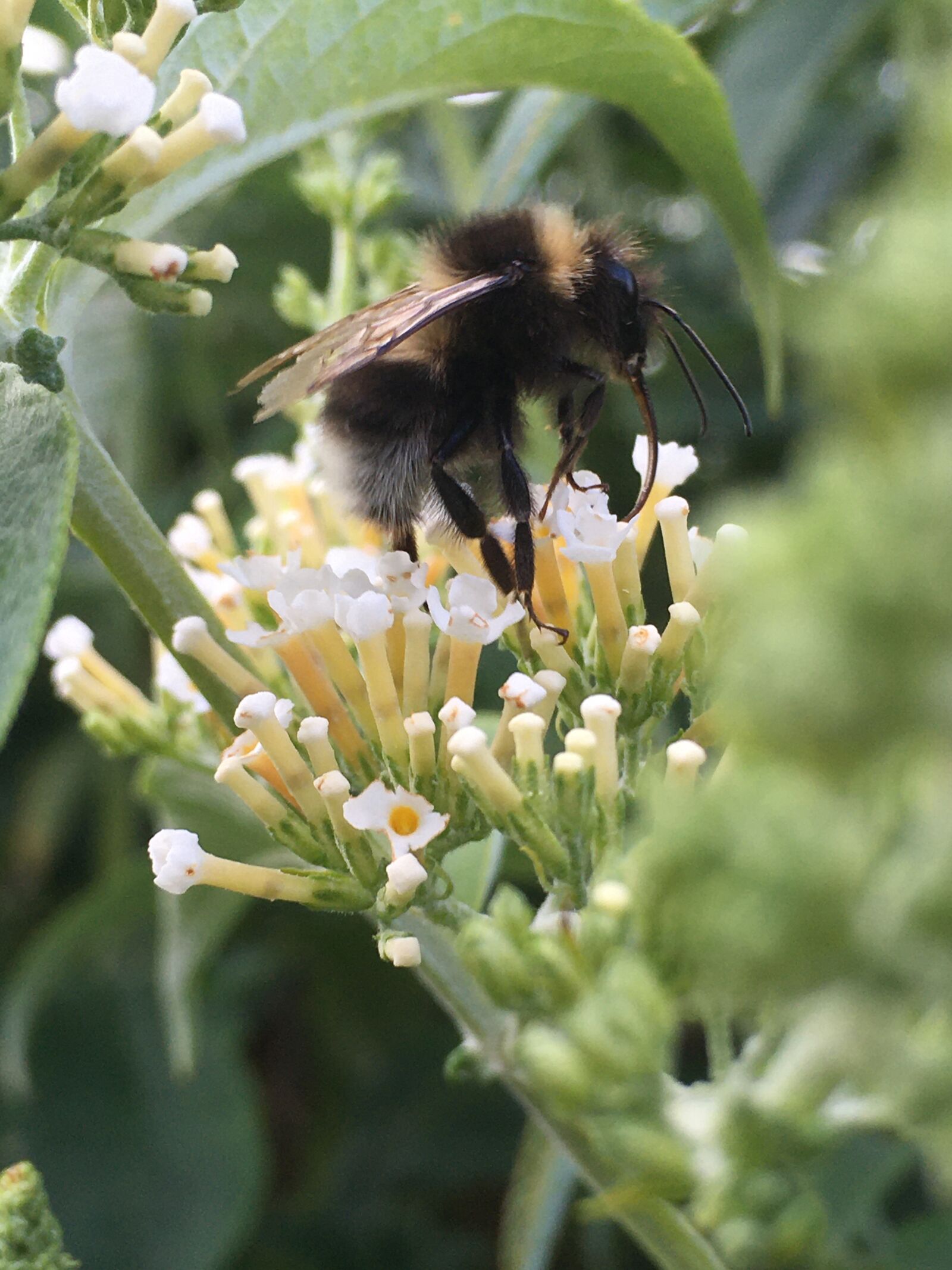 iPhone SE back camera 4.15mm f/2.2 sample photo. Bee, flower, insect photography