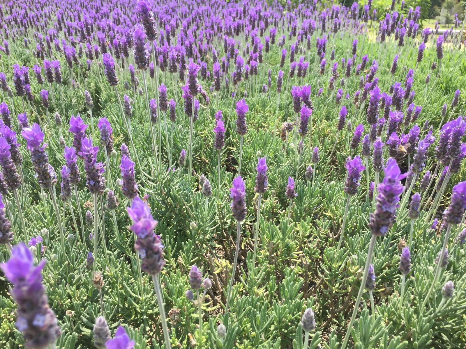 iPhone 6 Plus back camera 4.15mm f/2.2 sample photo. Lavender, mexico, flowers photography