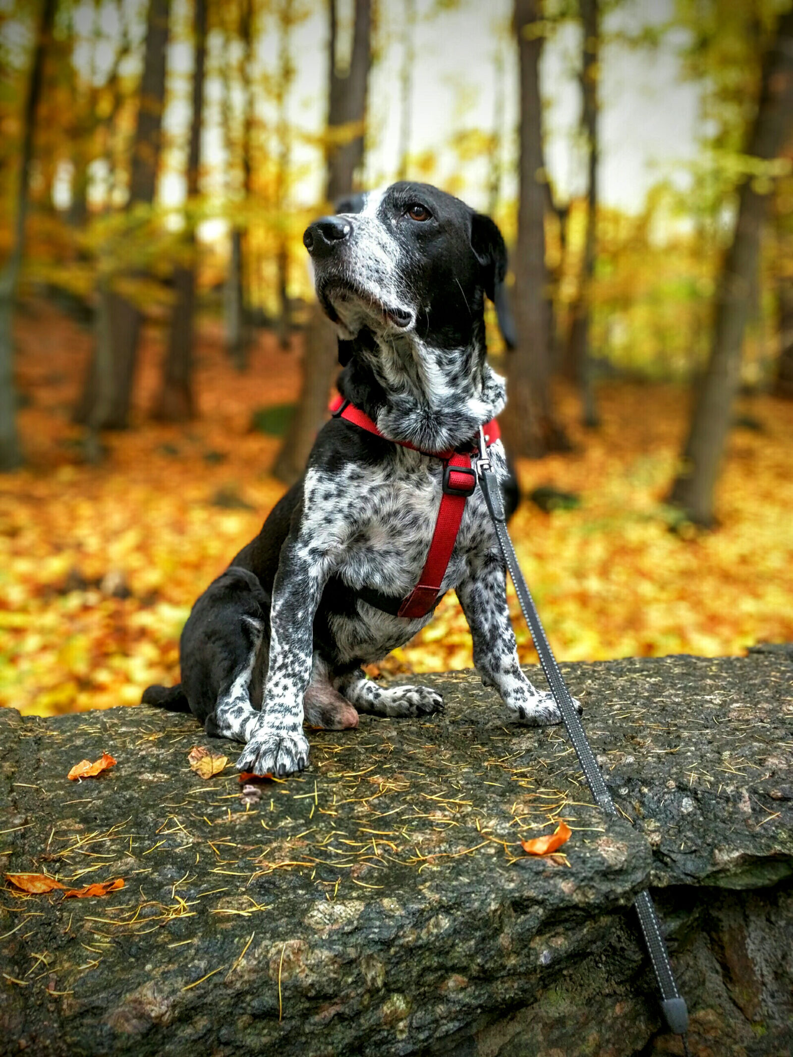 Motorola Nexus 6 sample photo. Autumn, dog, forest, park photography