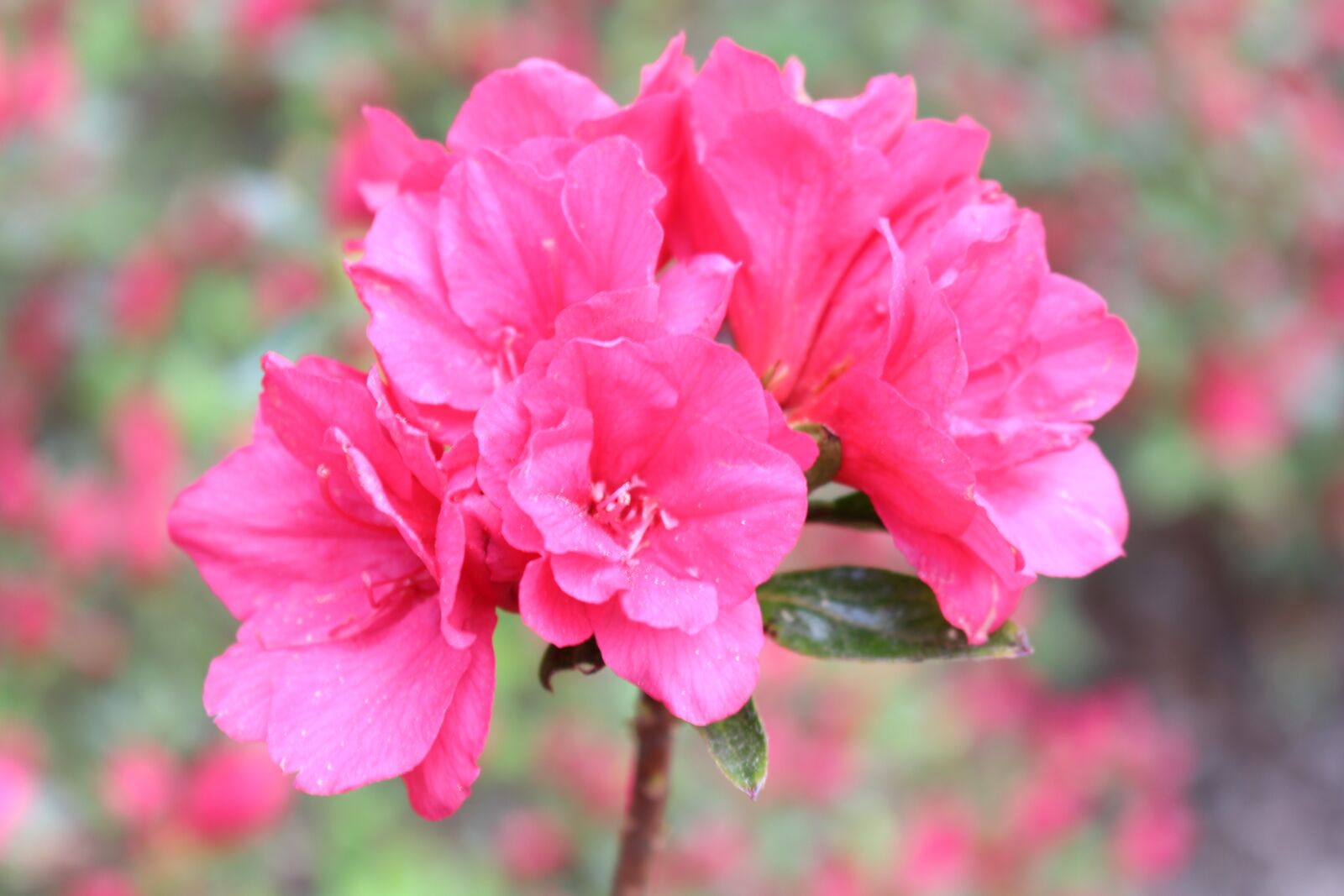 Canon EOS 700D (EOS Rebel T5i / EOS Kiss X7i) + Canon EF-S 18-55mm F3.5-5.6 IS STM sample photo. Azalea, flower, bloom photography