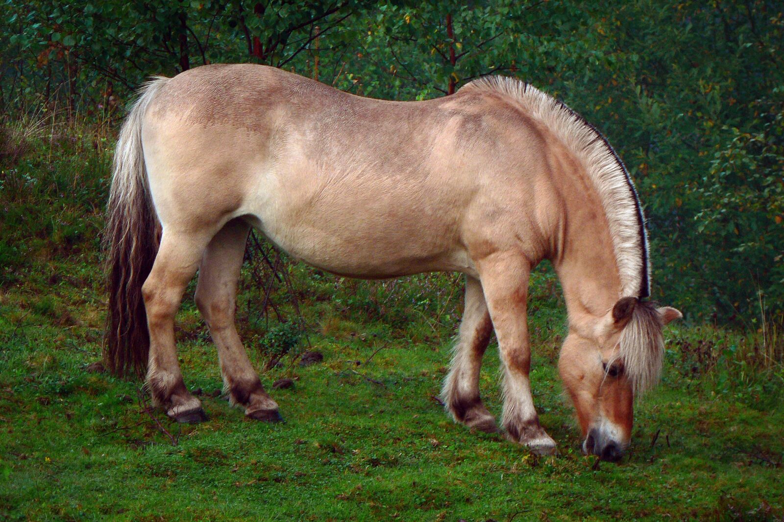 Panasonic DMC-FZ5 sample photo. Horse, grass, animal photography