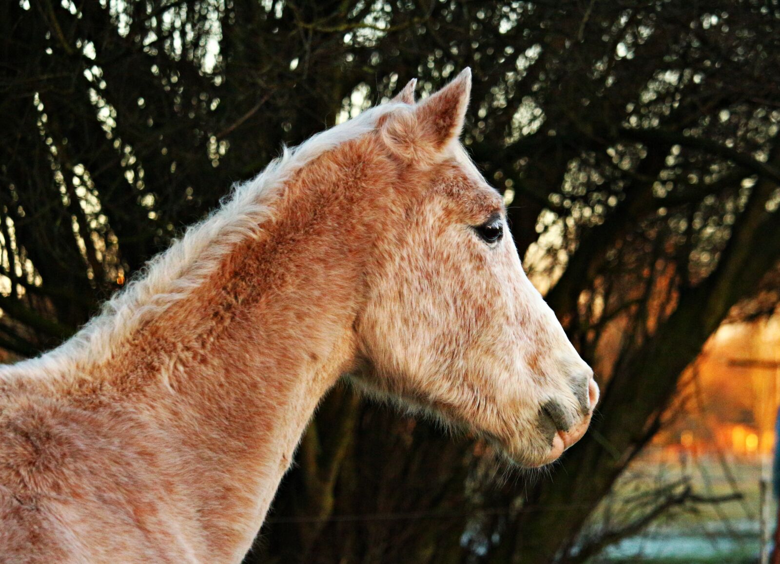 Canon EOS 100D (EOS Rebel SL1 / EOS Kiss X7) sample photo. Horse, horse head, mold photography