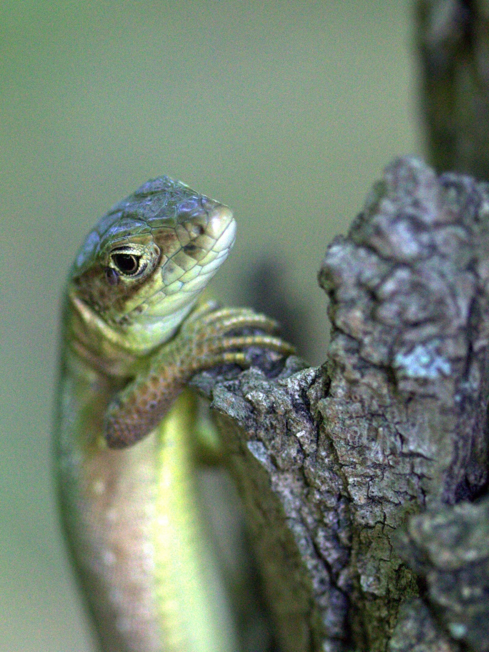 Canon EF-S 60mm F2.8 Macro USM sample photo. The lizard, reptile, green photography