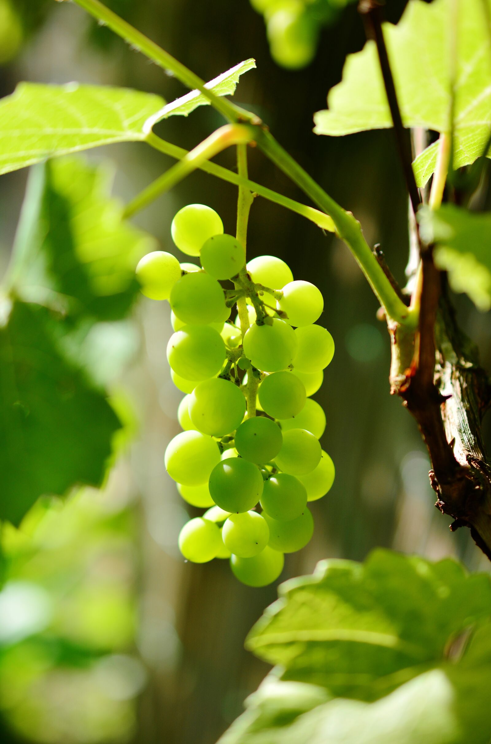 Nikon D5200 sample photo. Grapes, winegrowing, green grapes photography