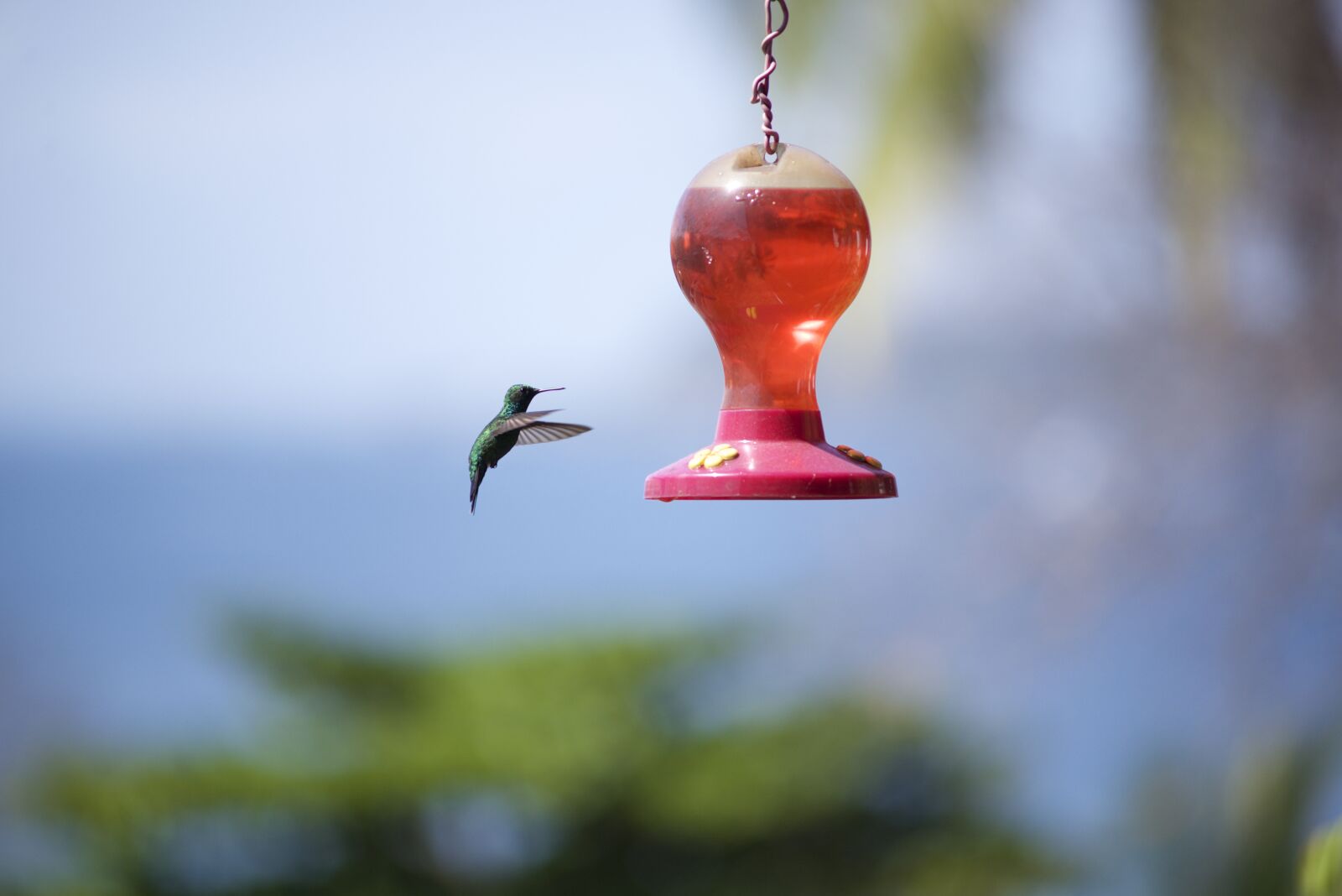 Nikon D610 sample photo. Nature, hummingbirds, bird photography